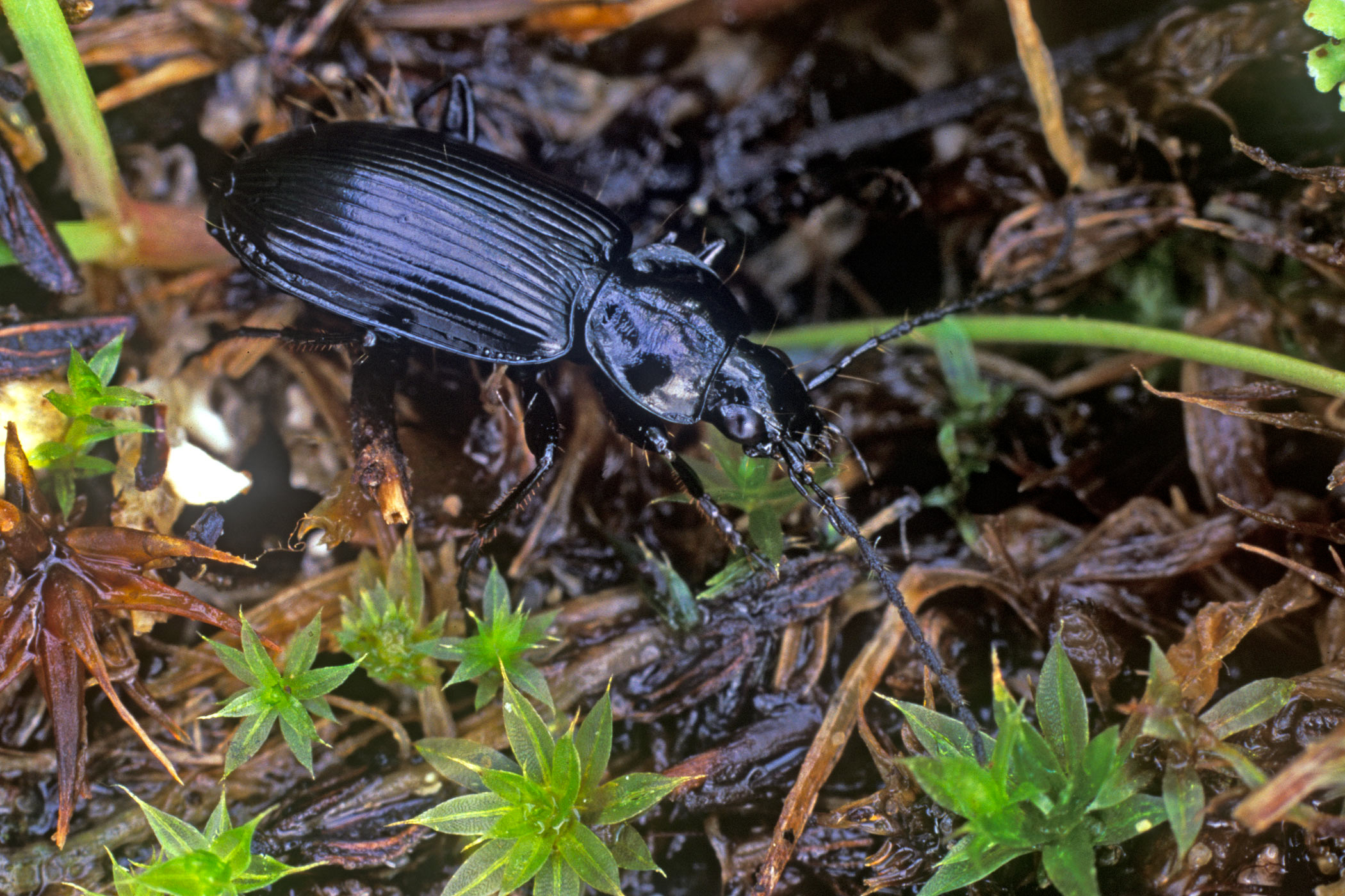 Agonum emarginatum