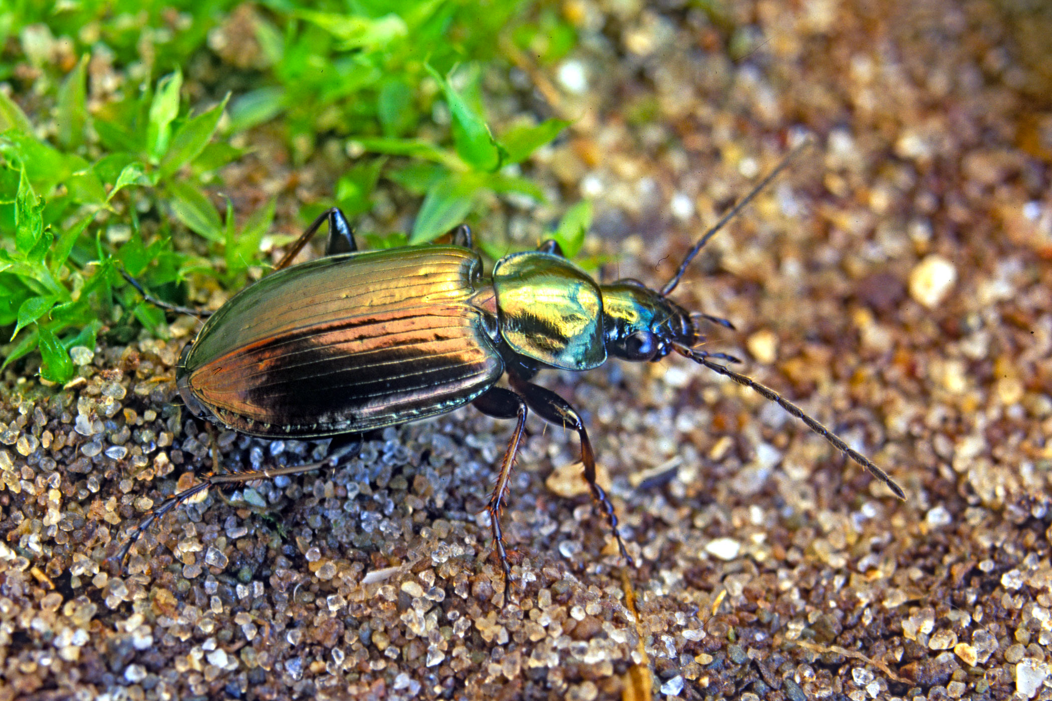 Agonum muelleri