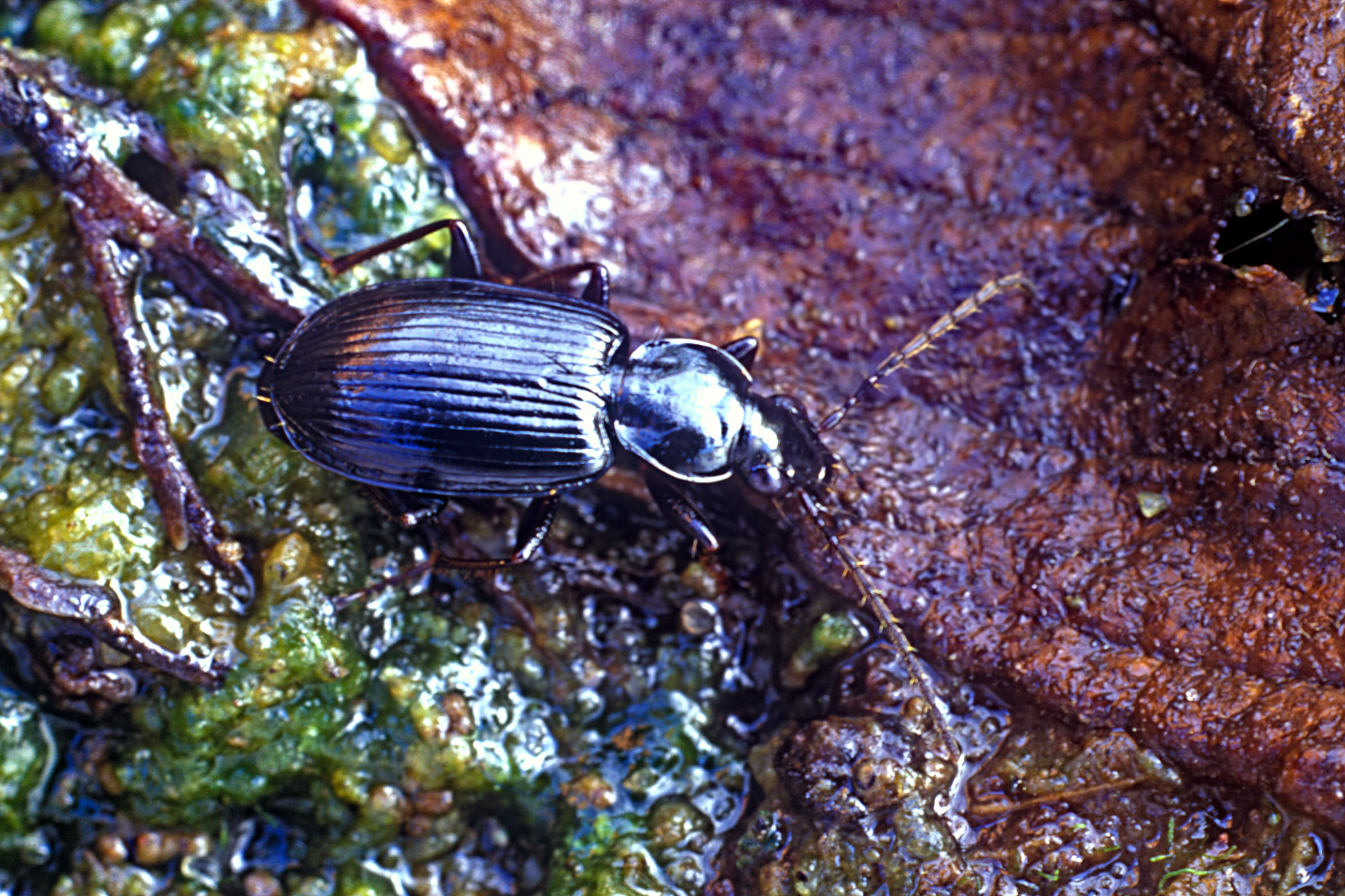 Agonum nigrum