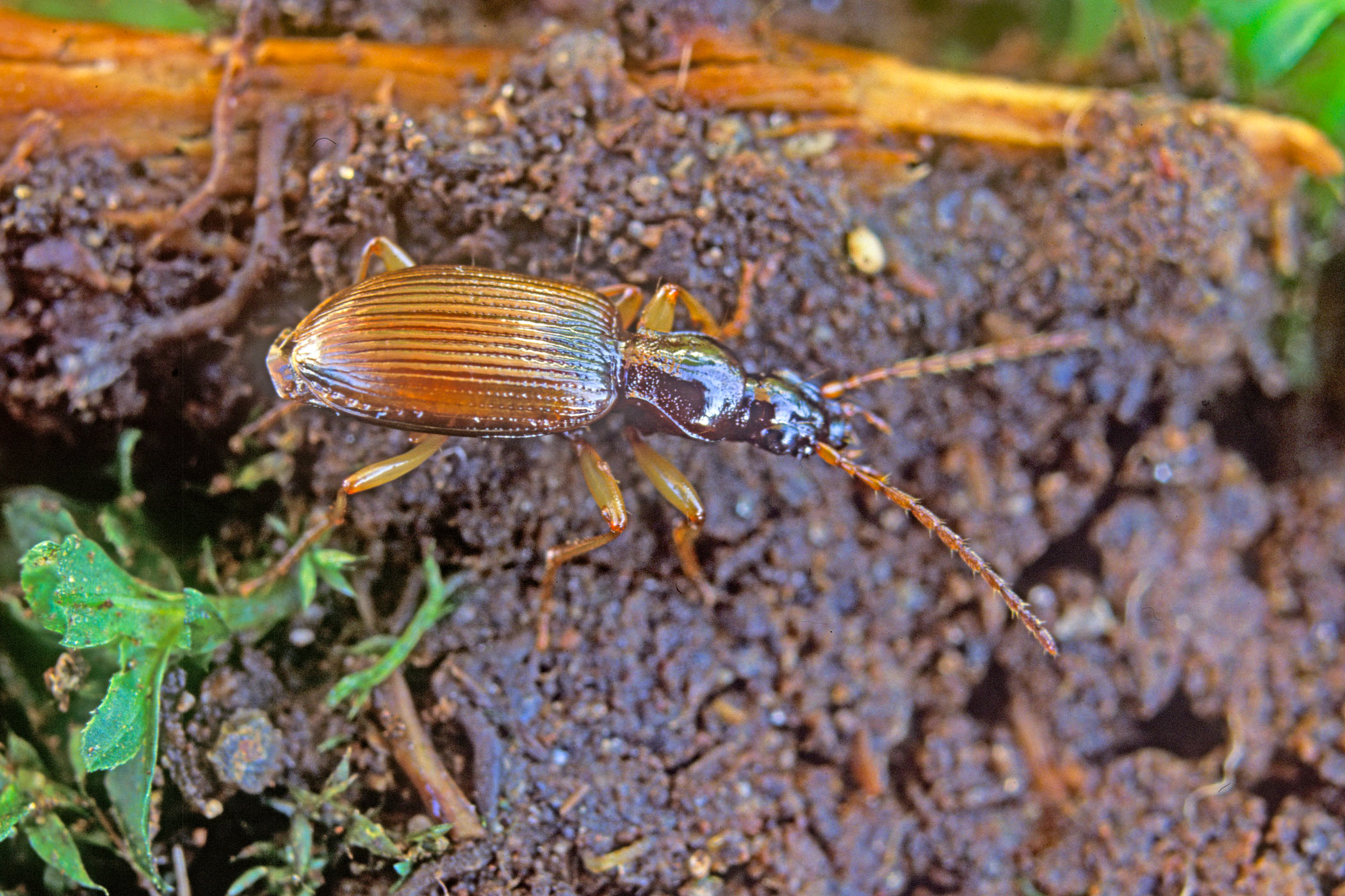 Oxypselaphus obscurus