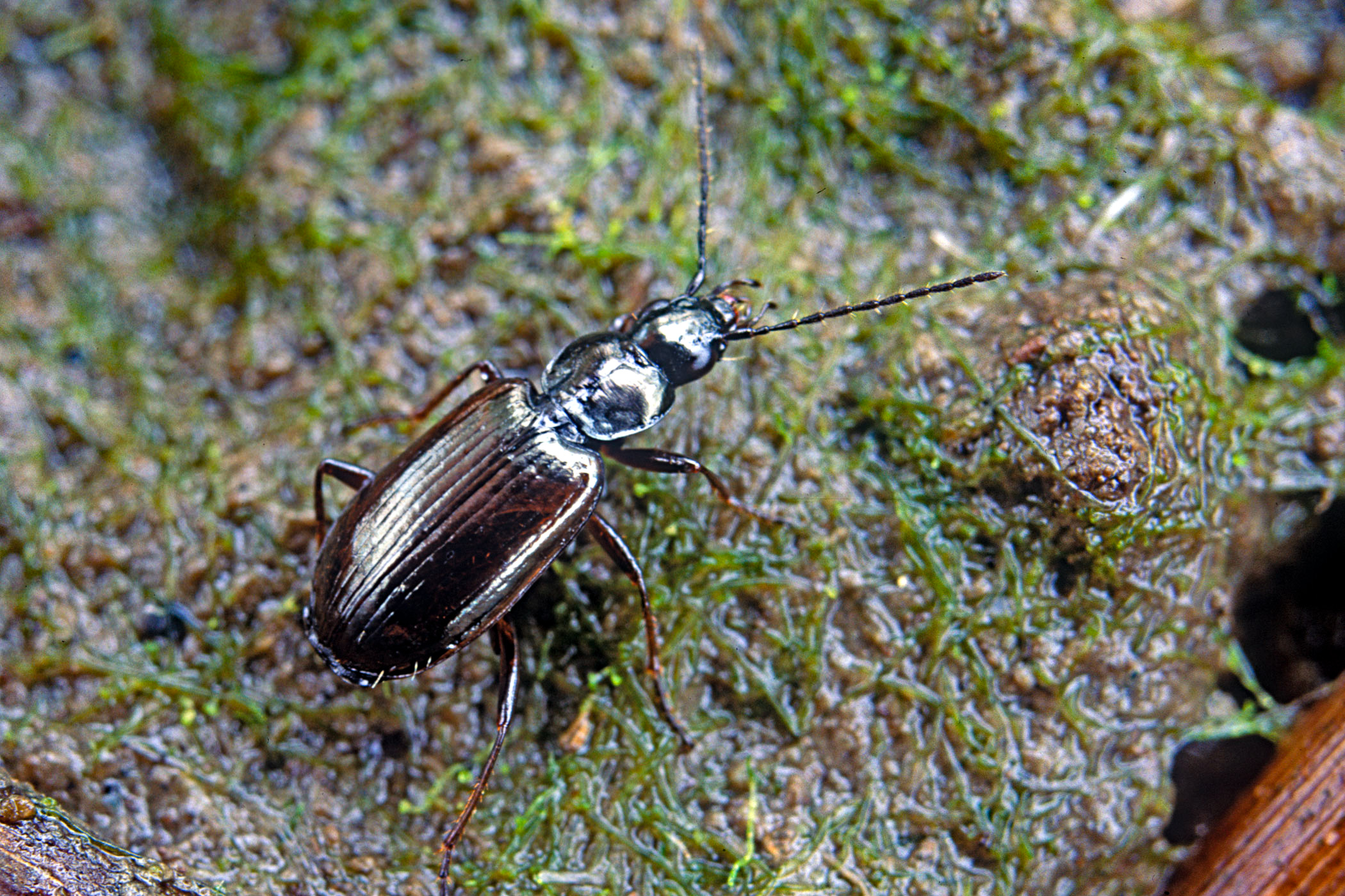 Agonum piceum