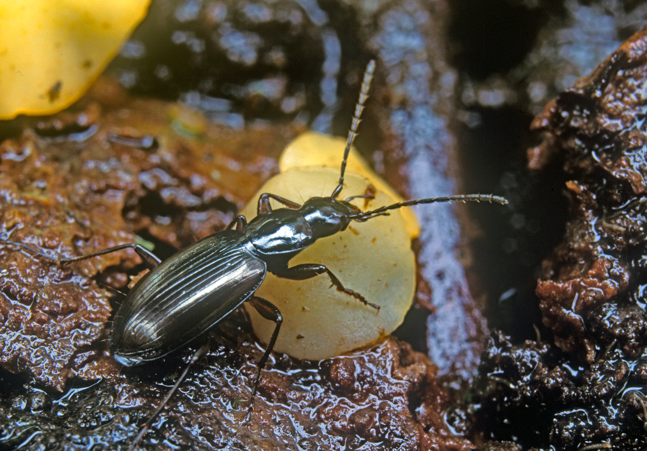 Agonum thoreyi