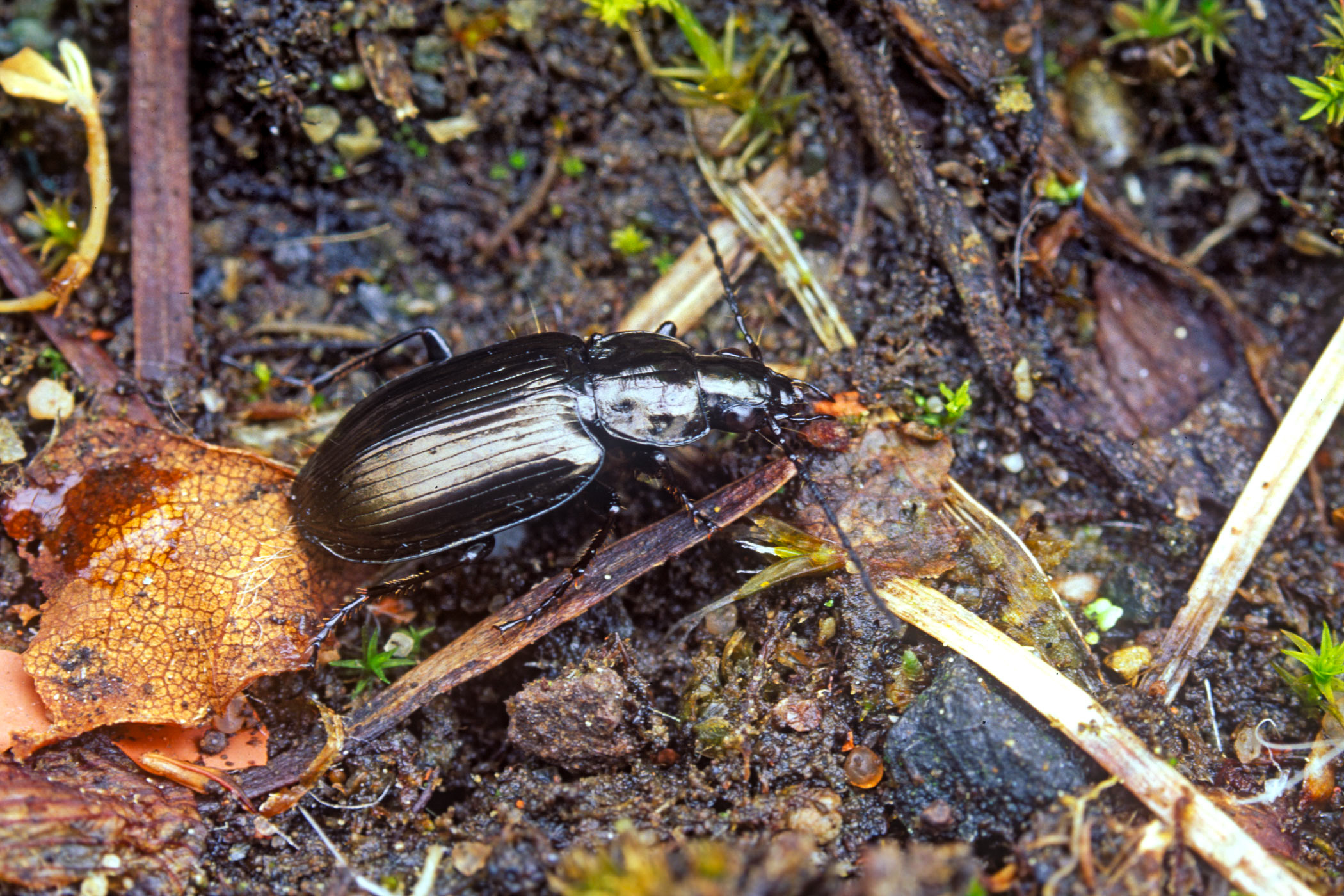 Agonum versutum