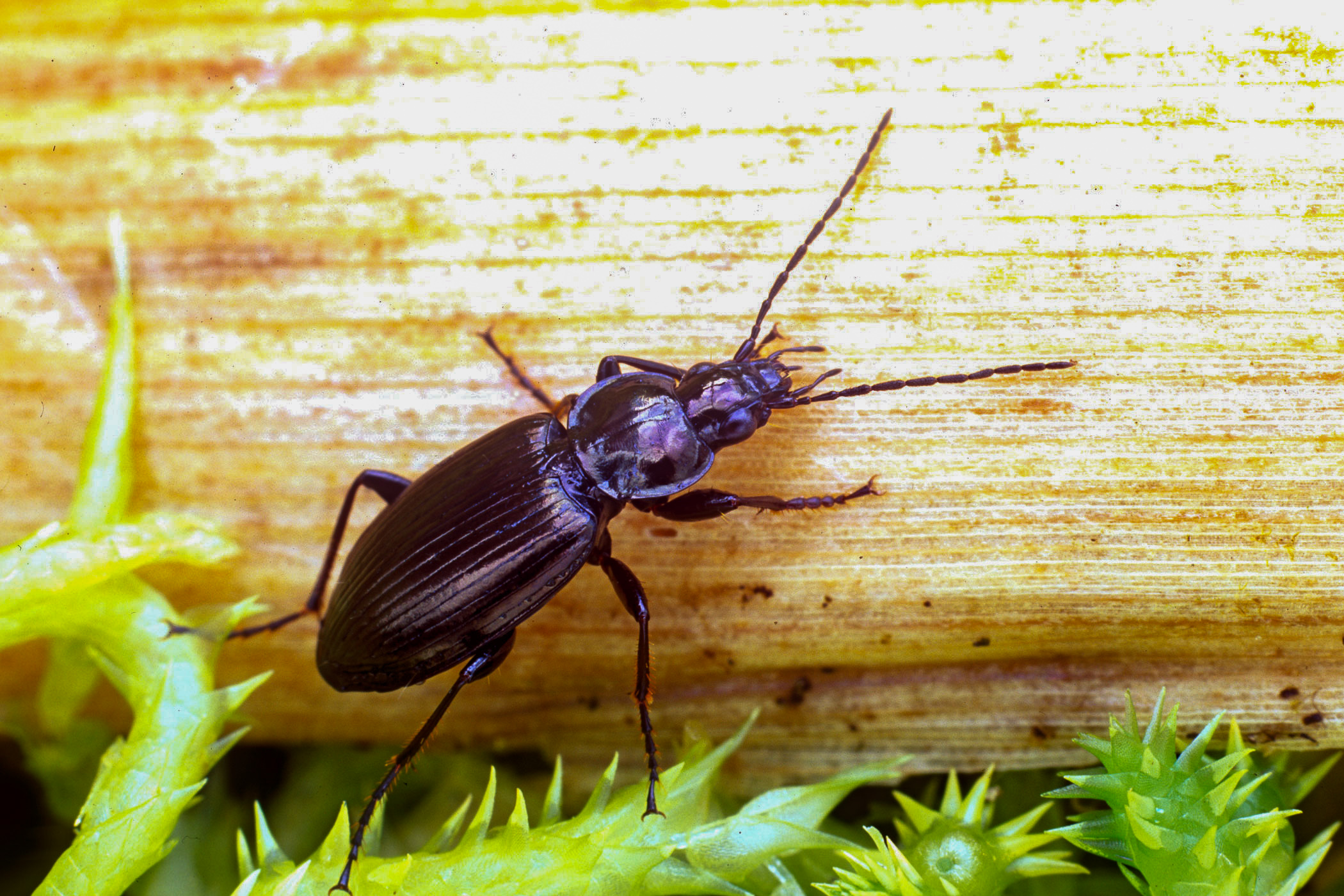 Agonum viduum