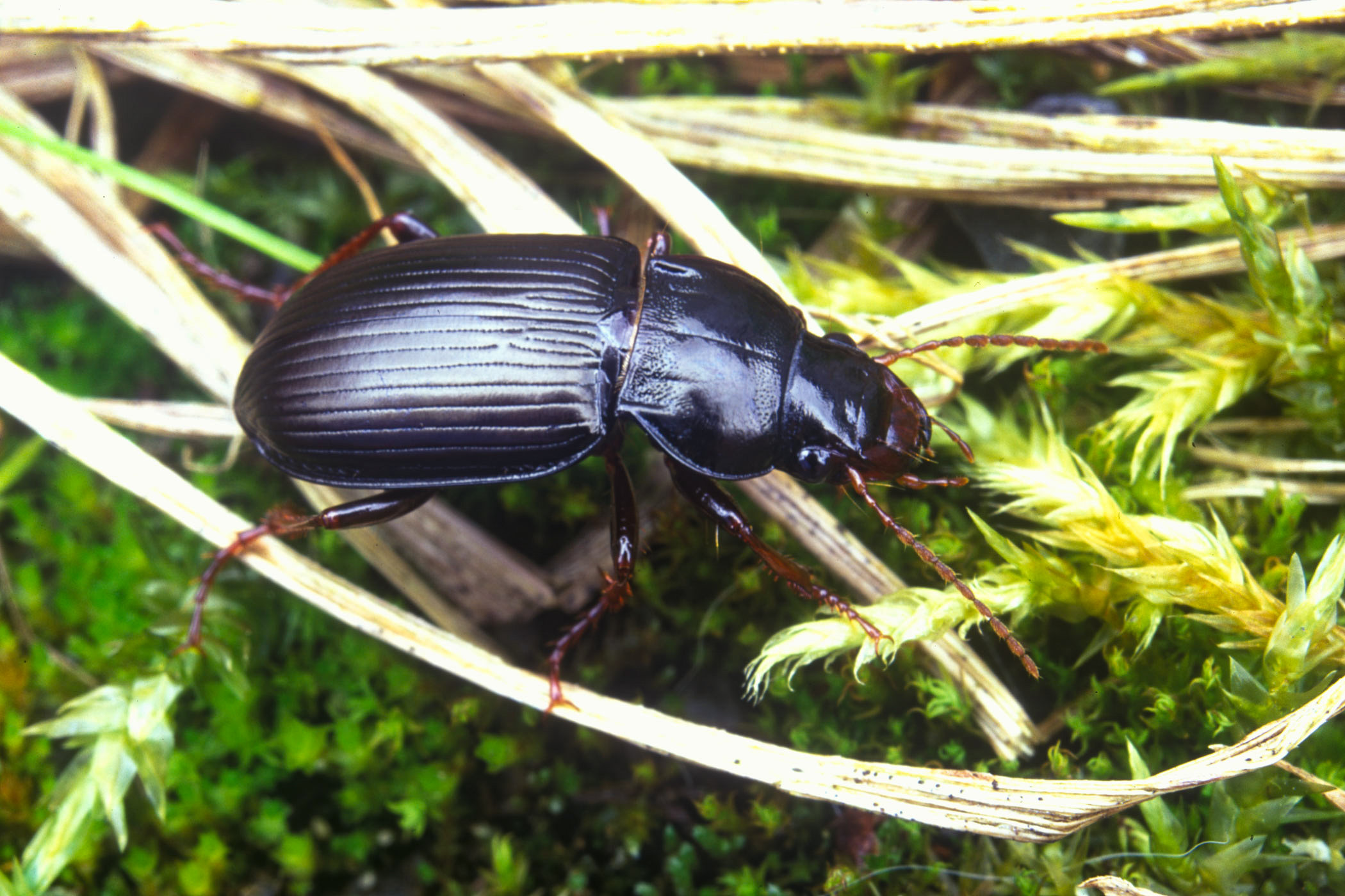 Curtonotus aulicus