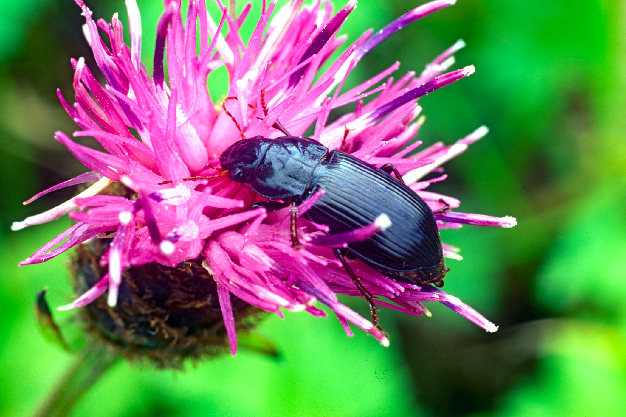 Curtonotus aulicus