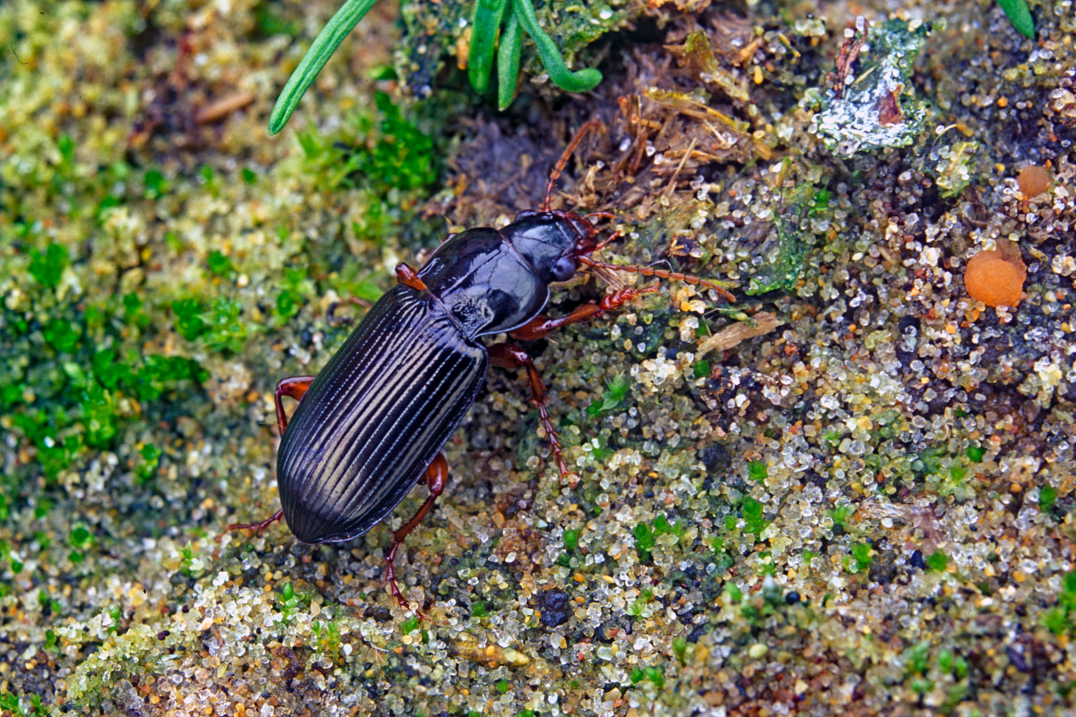 Curtonotus convexiusculus