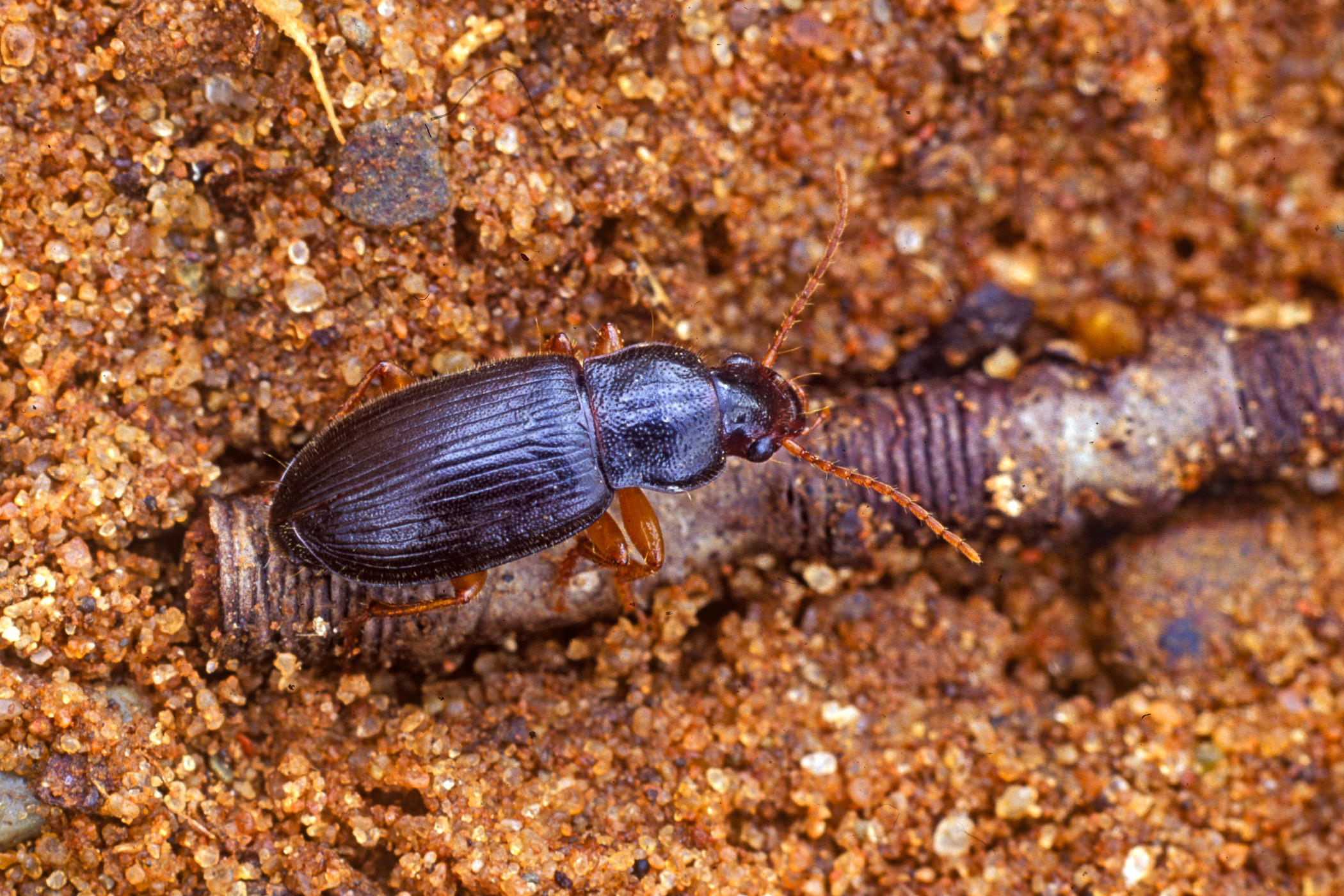 Ophonus puncticeps