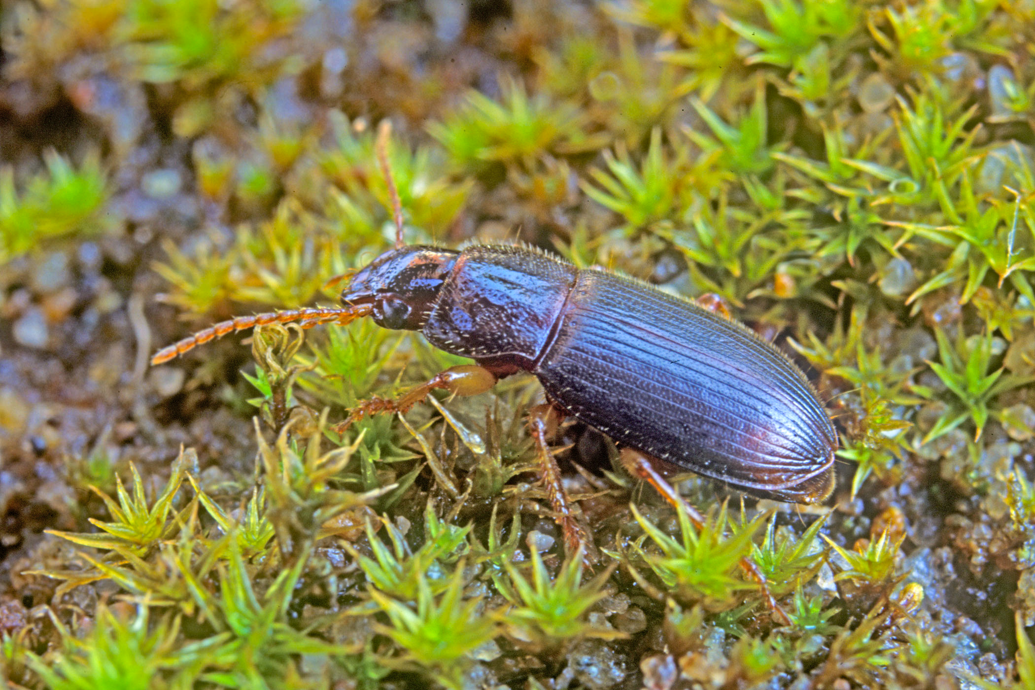 Ophonus rufibarbis