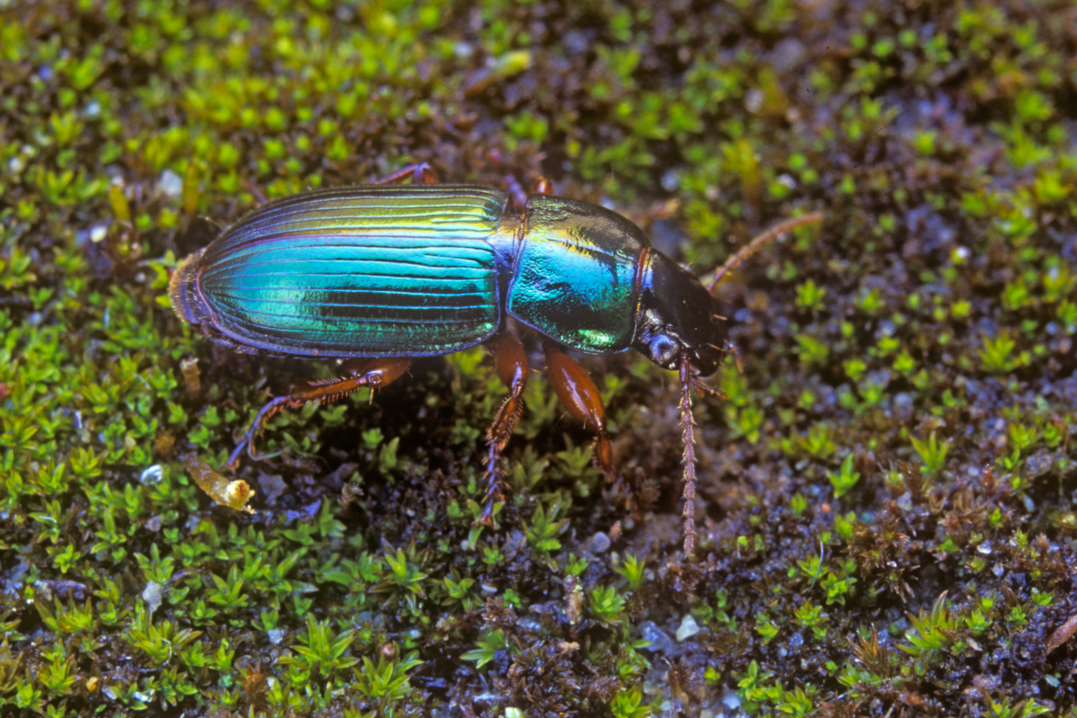 Harpalus affinis