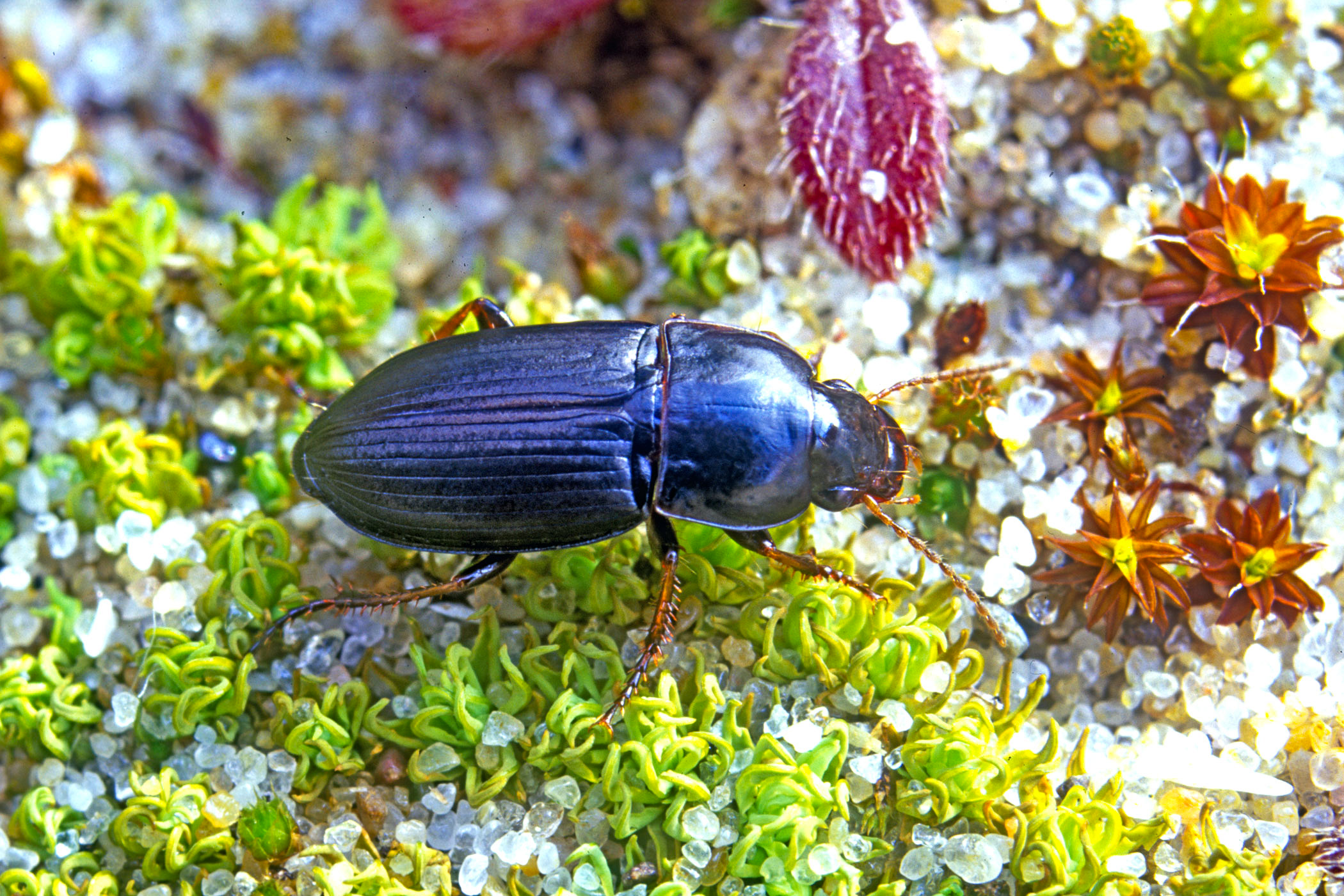 Harpalus anxius