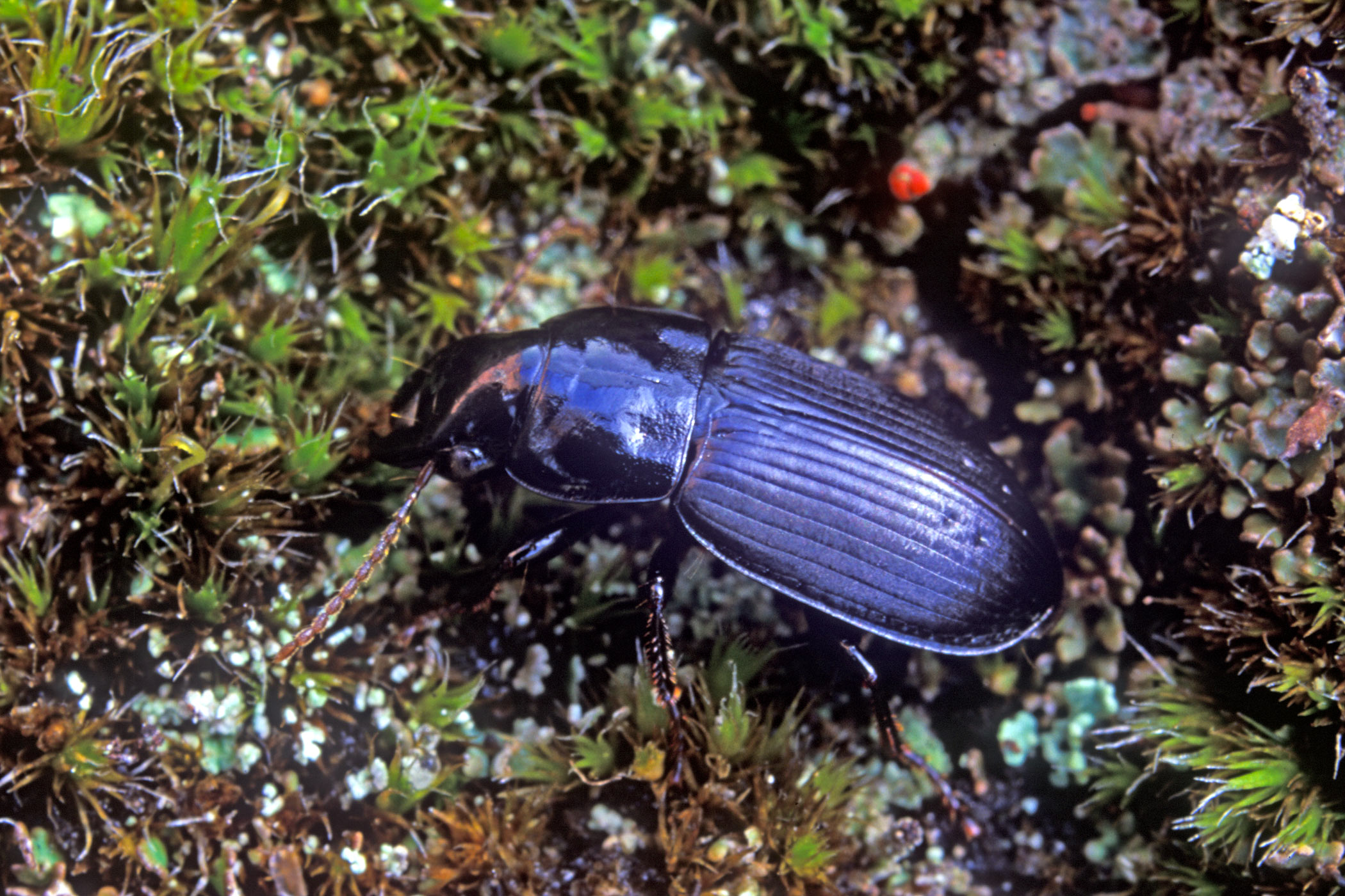 Harpalus laevipes