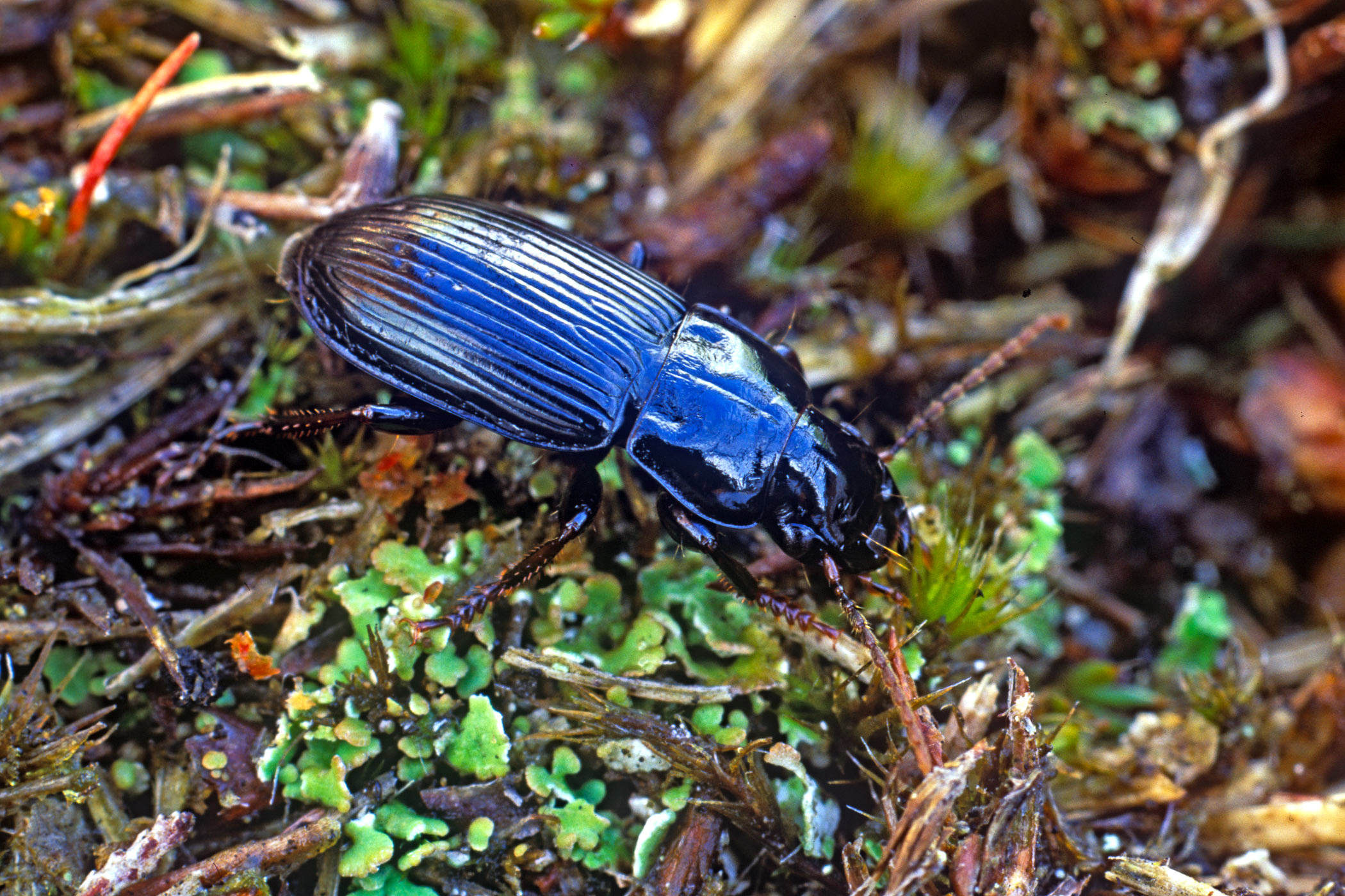 Harpalus laevipes