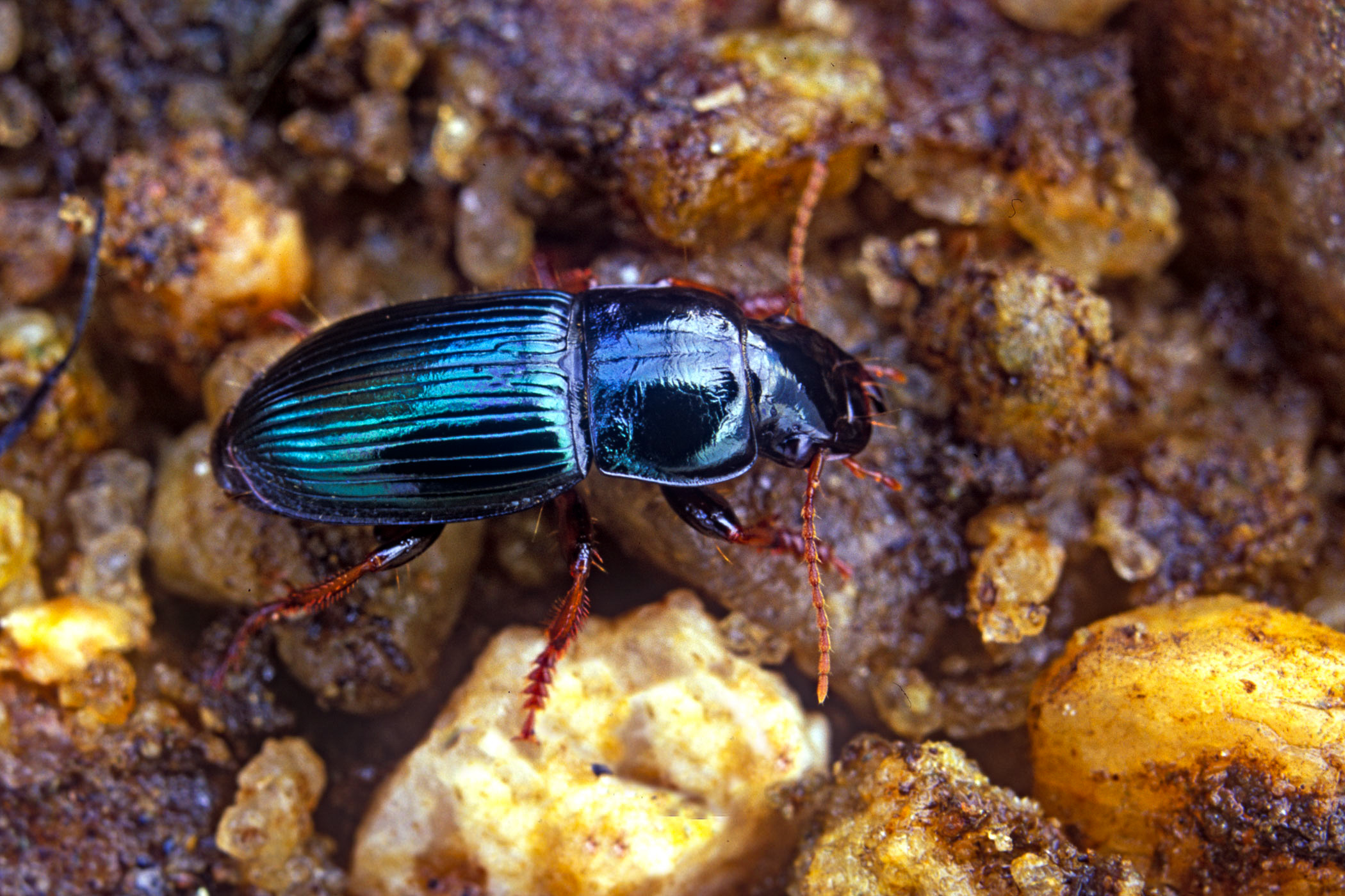 Harpalus rubripes