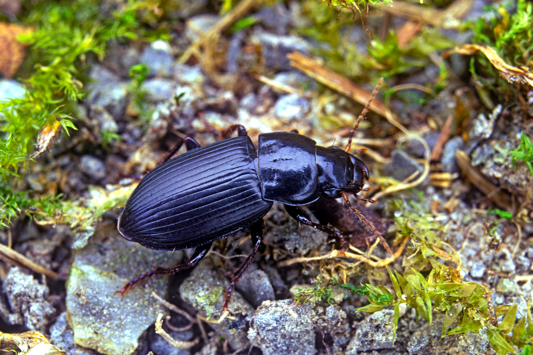 Harpalus rufipalpis