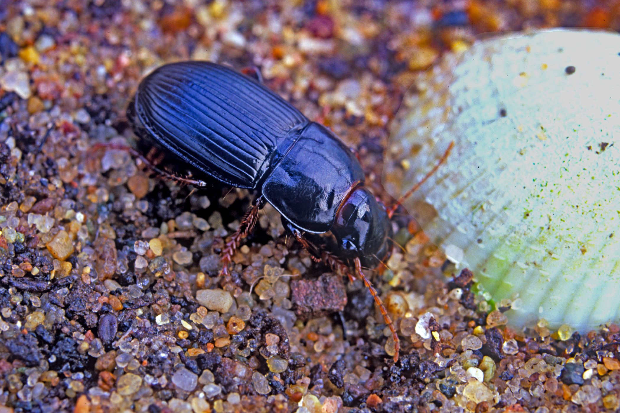 Harpalus tardus