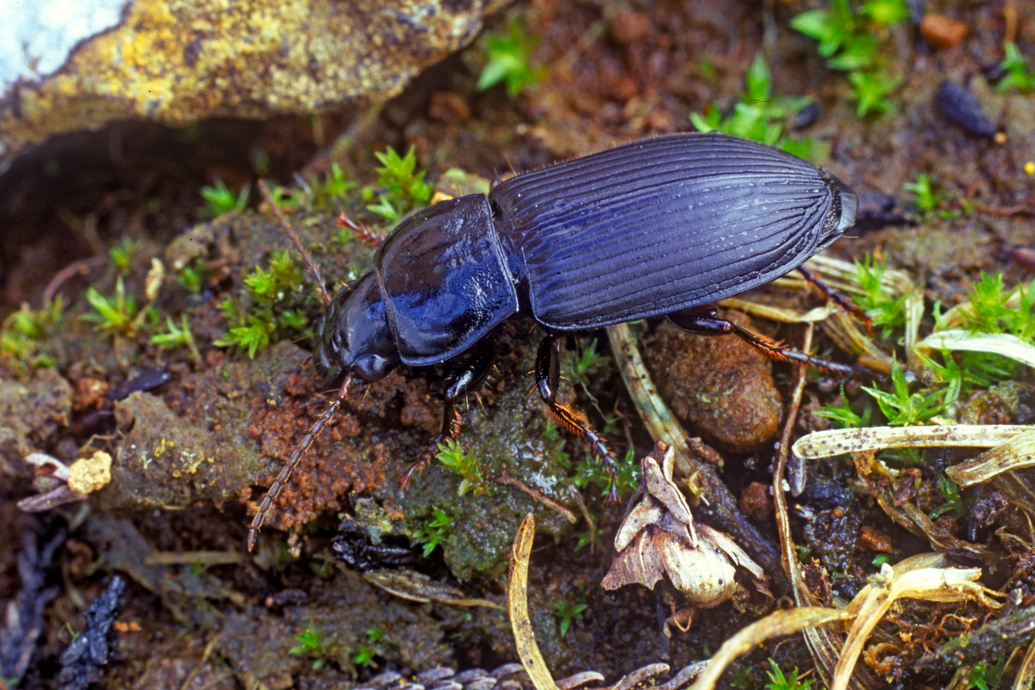 Anisodactylus binotatus