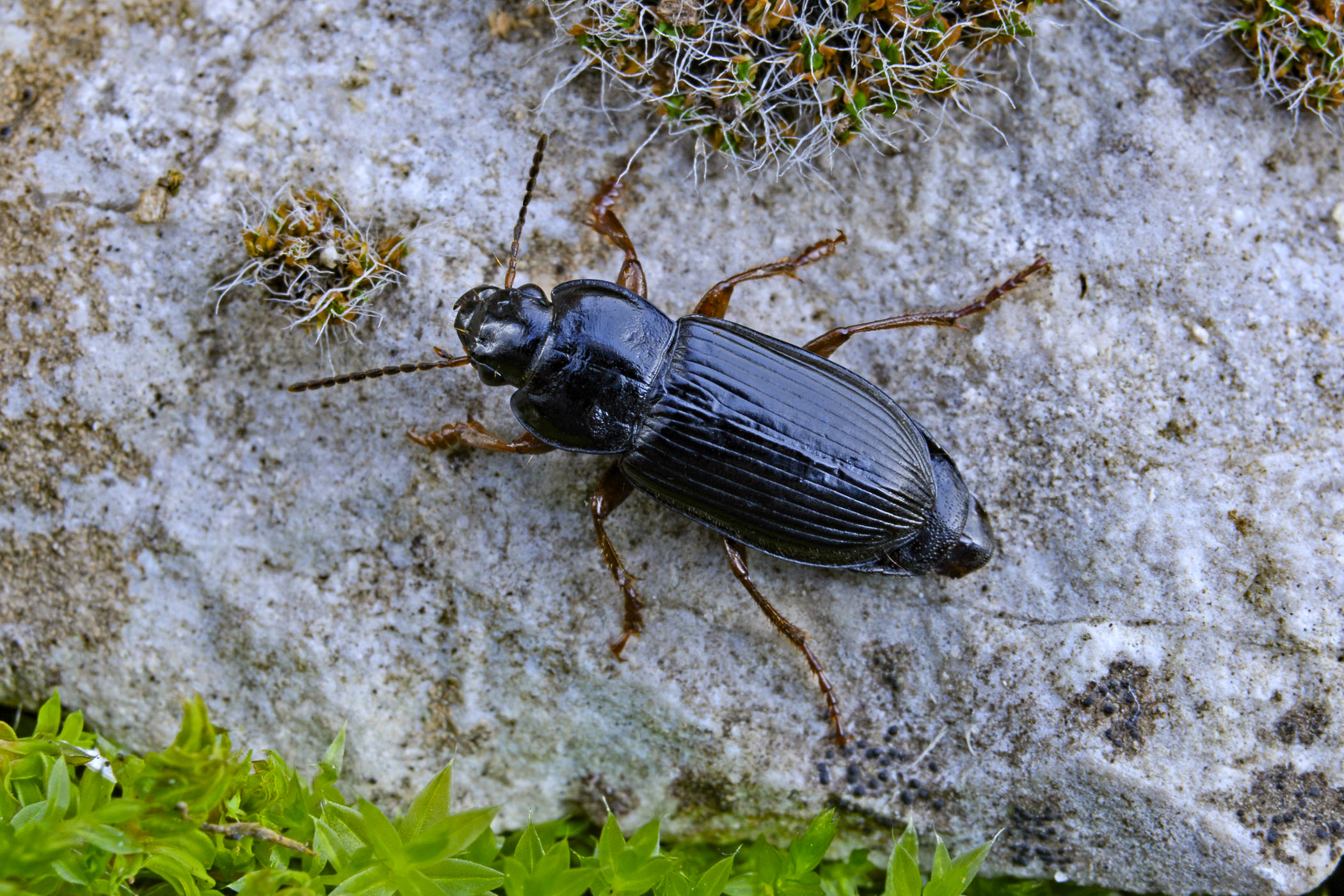 Anisodactylus nemorivagus