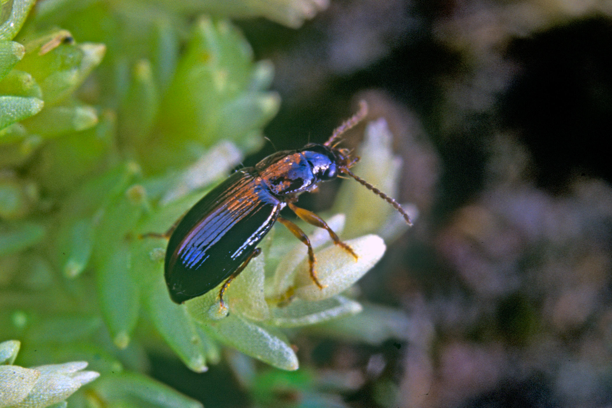 Bradycellus ruficollis