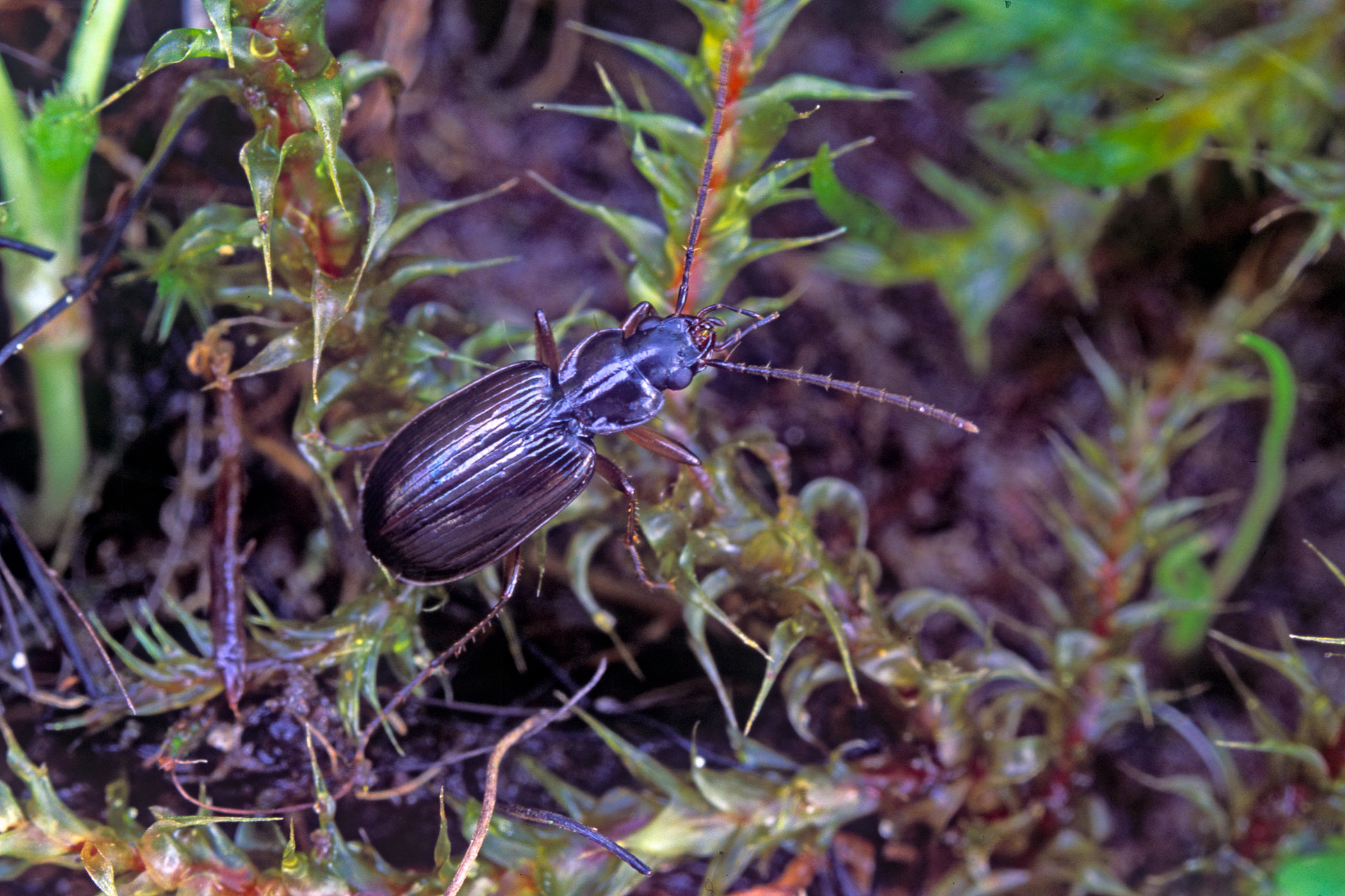 Badister collaris