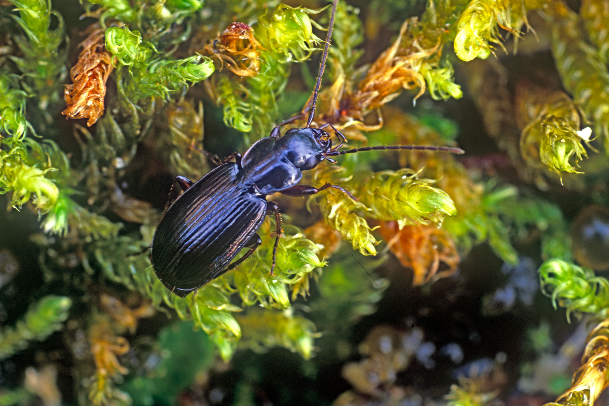 Badister dilatatus