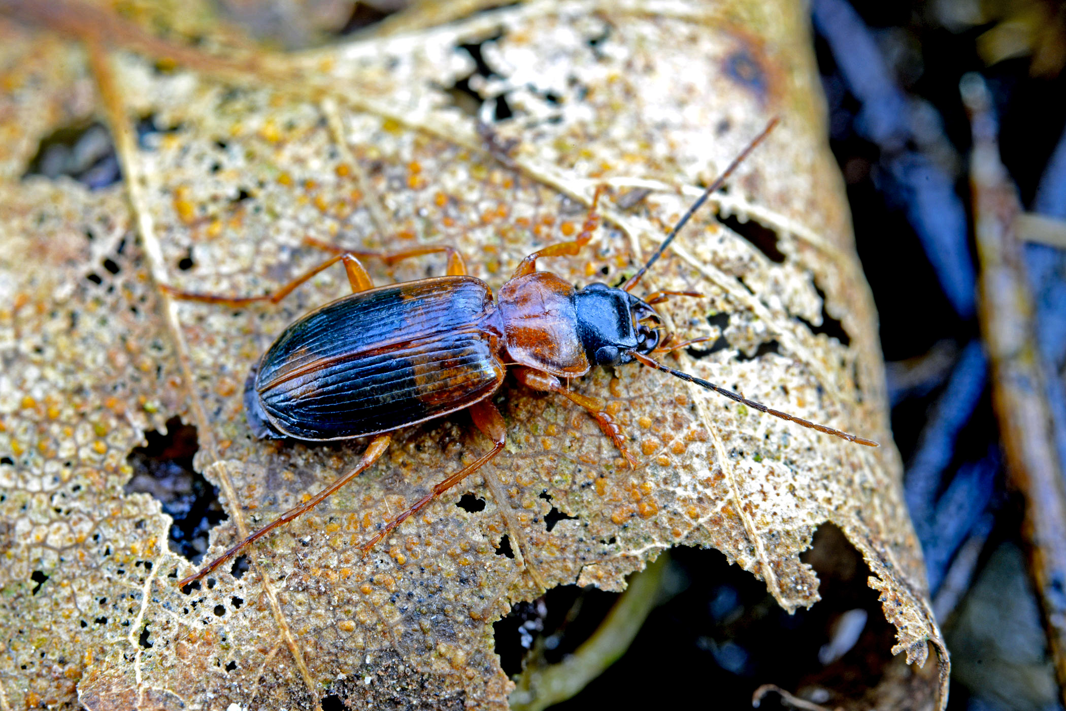 Badister unipustulatus