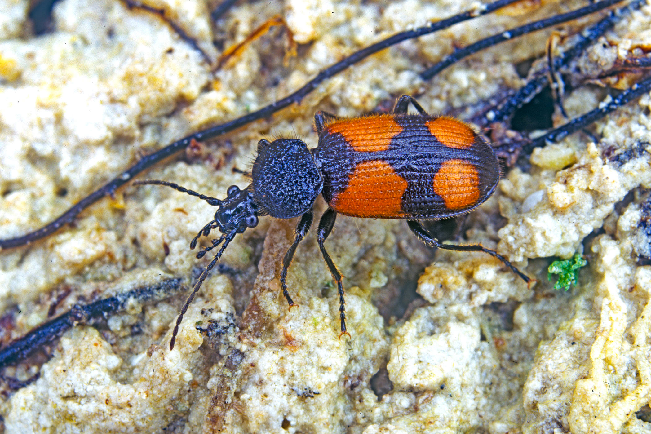 Panagaeus cruxmajor