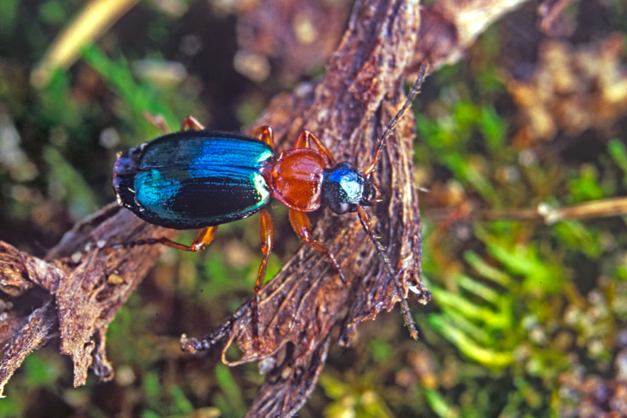 Lebia chlorocephala