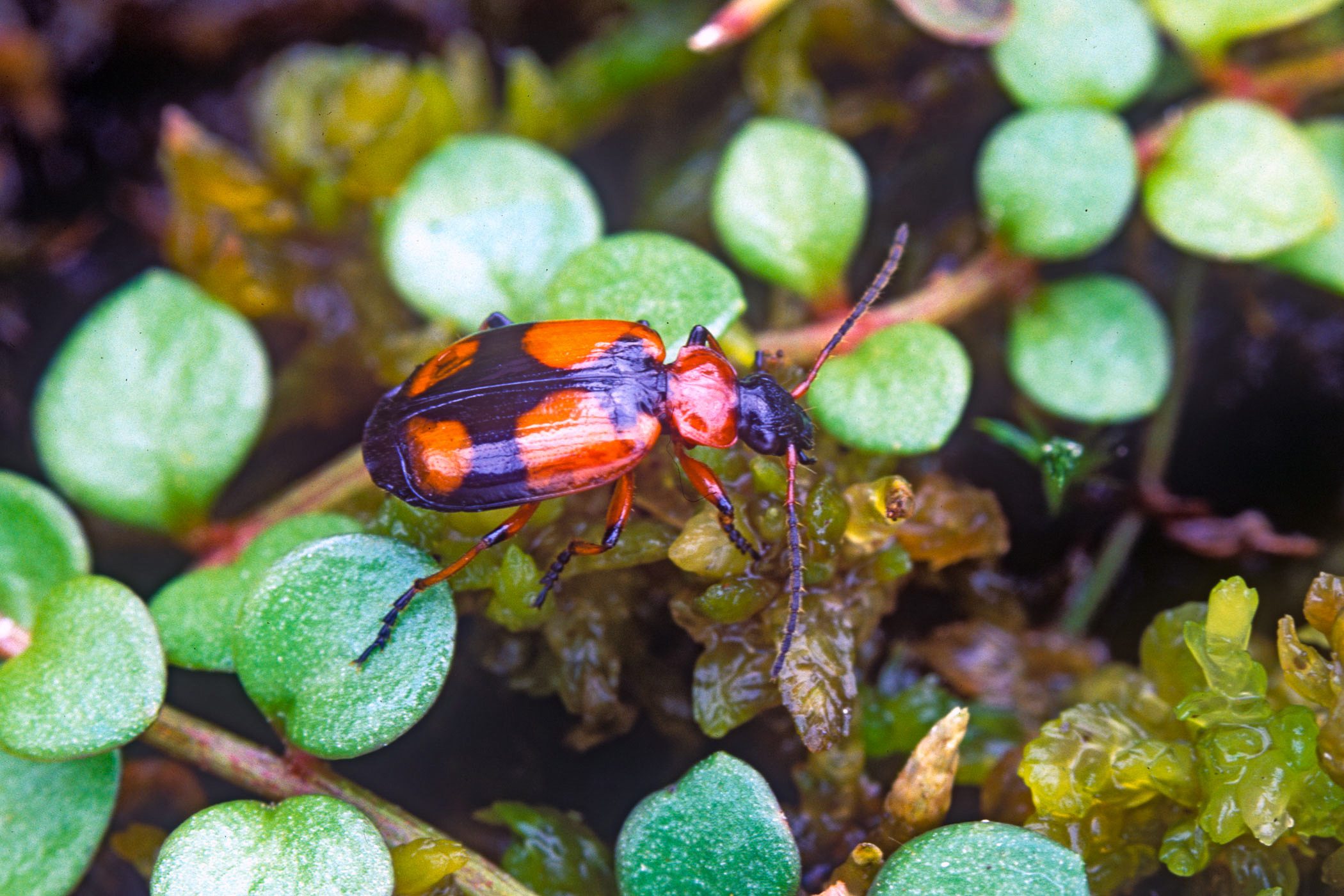 Lebia cruxminor