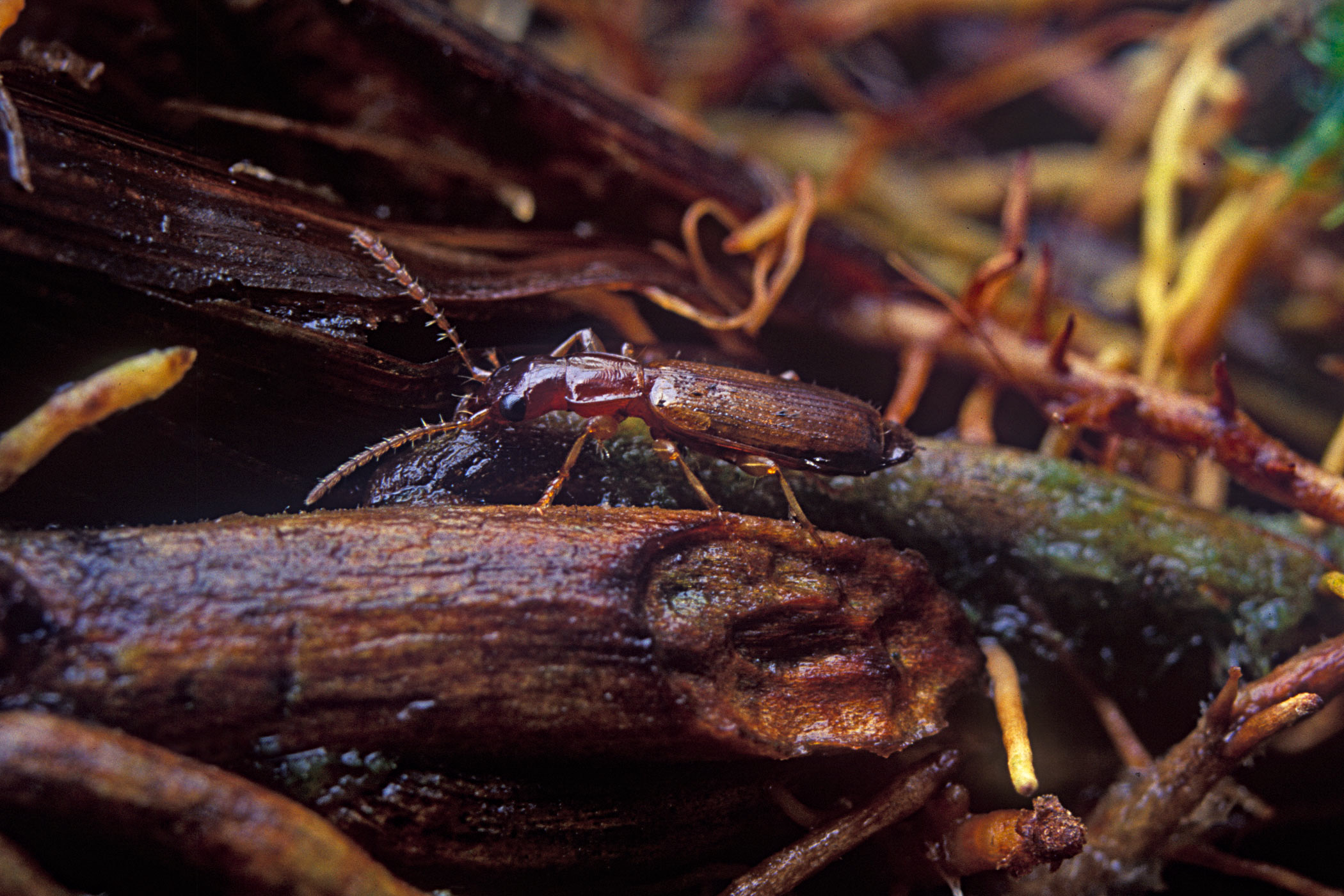 Paradromius linearis