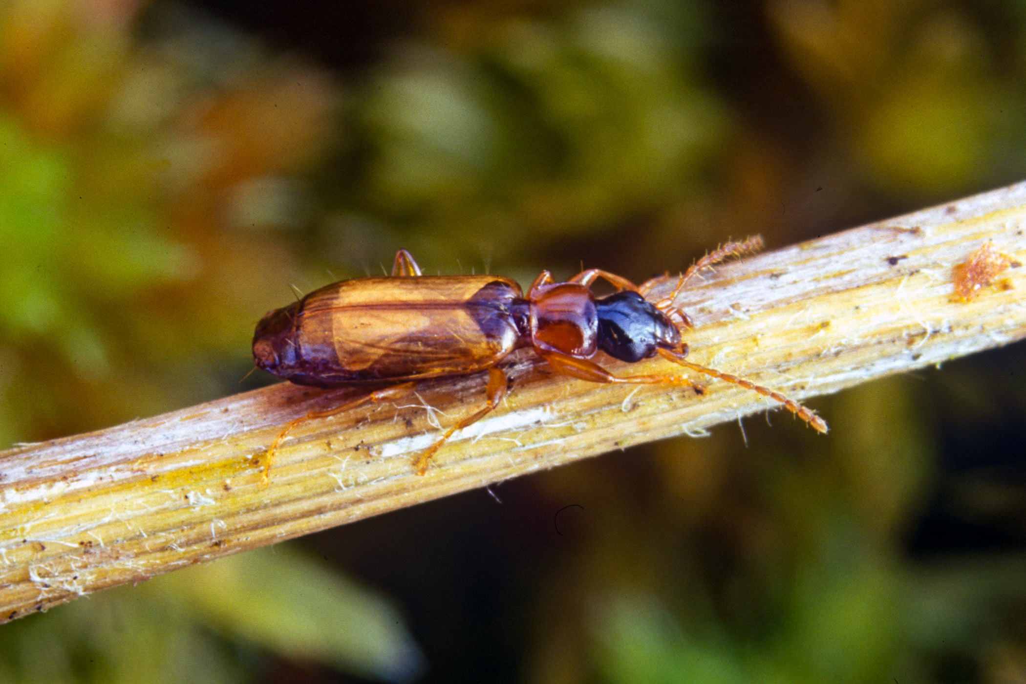 Philorhizus melanocephalus