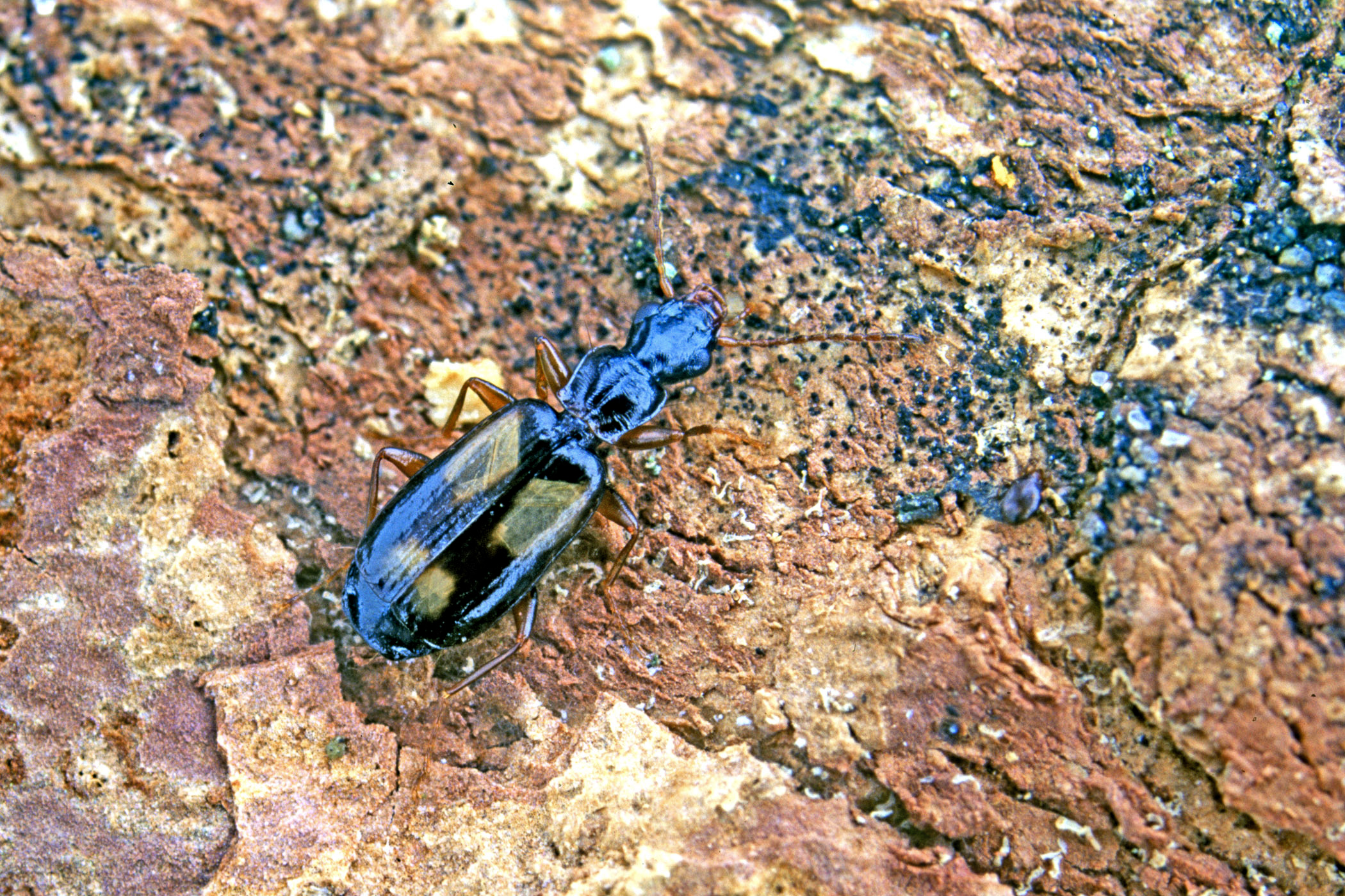 Calodromius spilotus