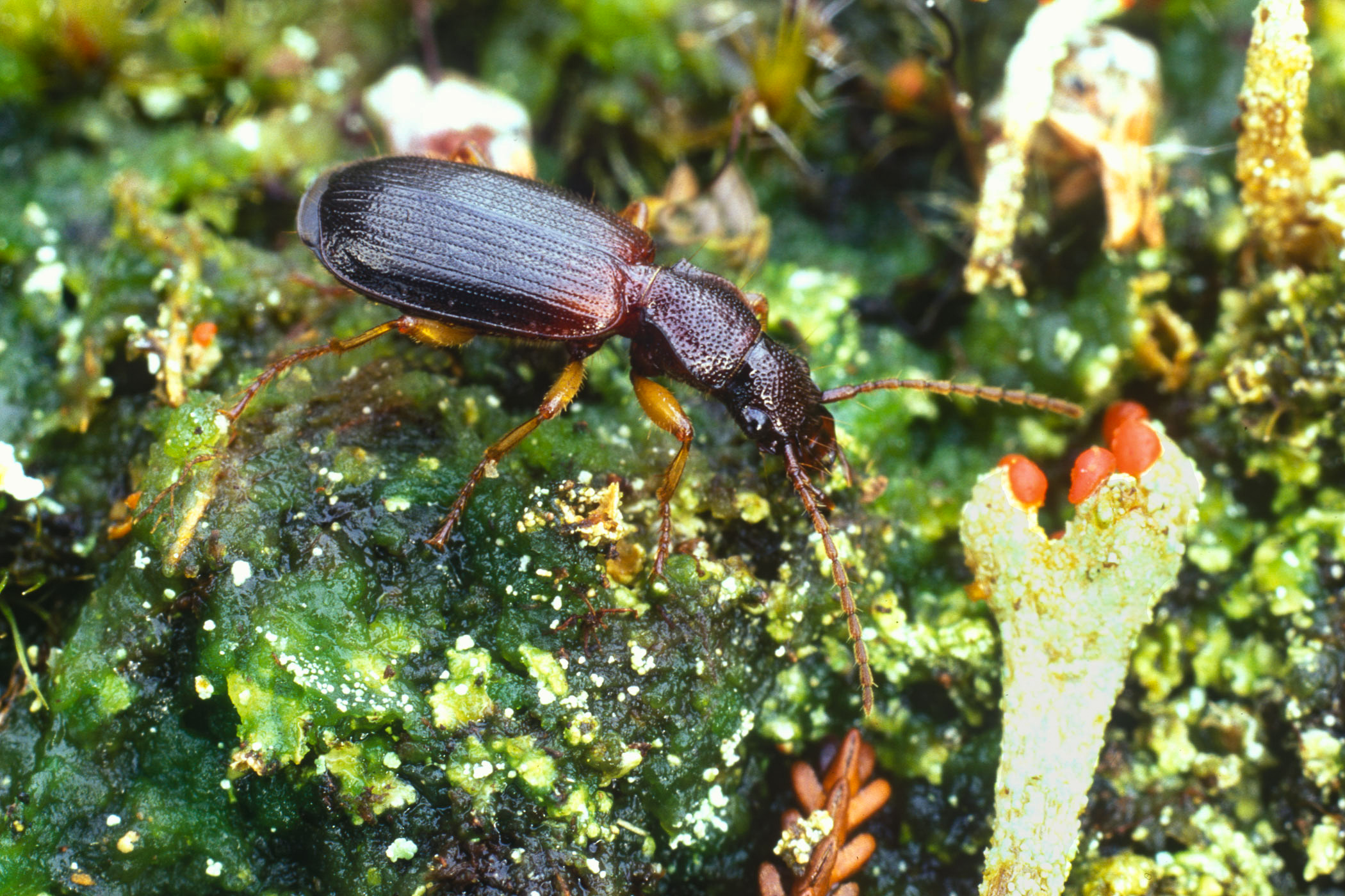 Cymindis vaporariorum