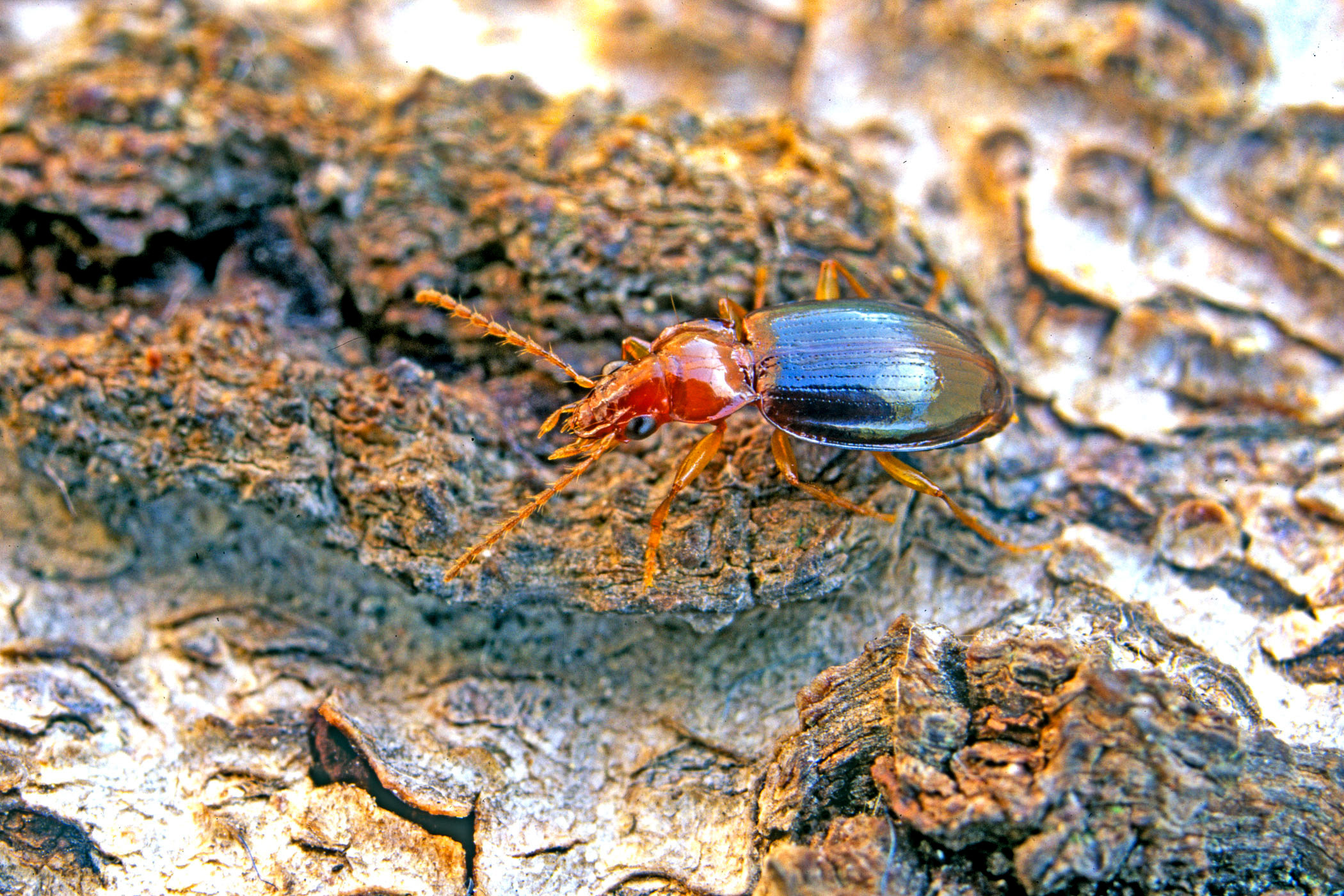 Ocys tachysoides