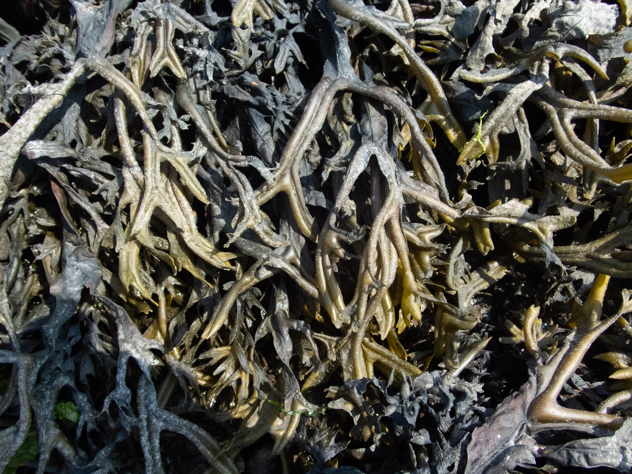 image: Fucus ceranoides. Barhall, Strangford Lough, 2020.