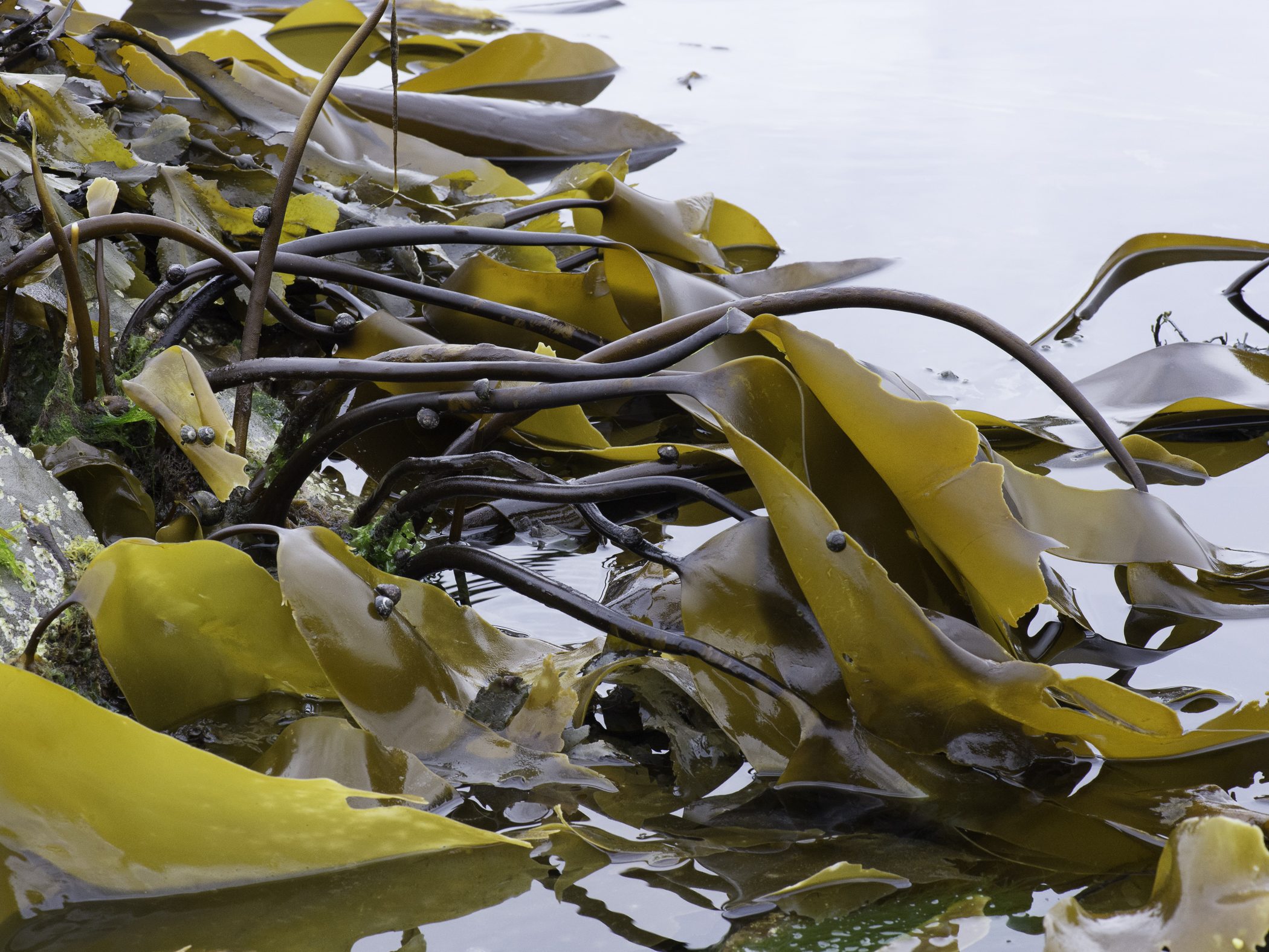 Laminaria digitata image: _b135156
