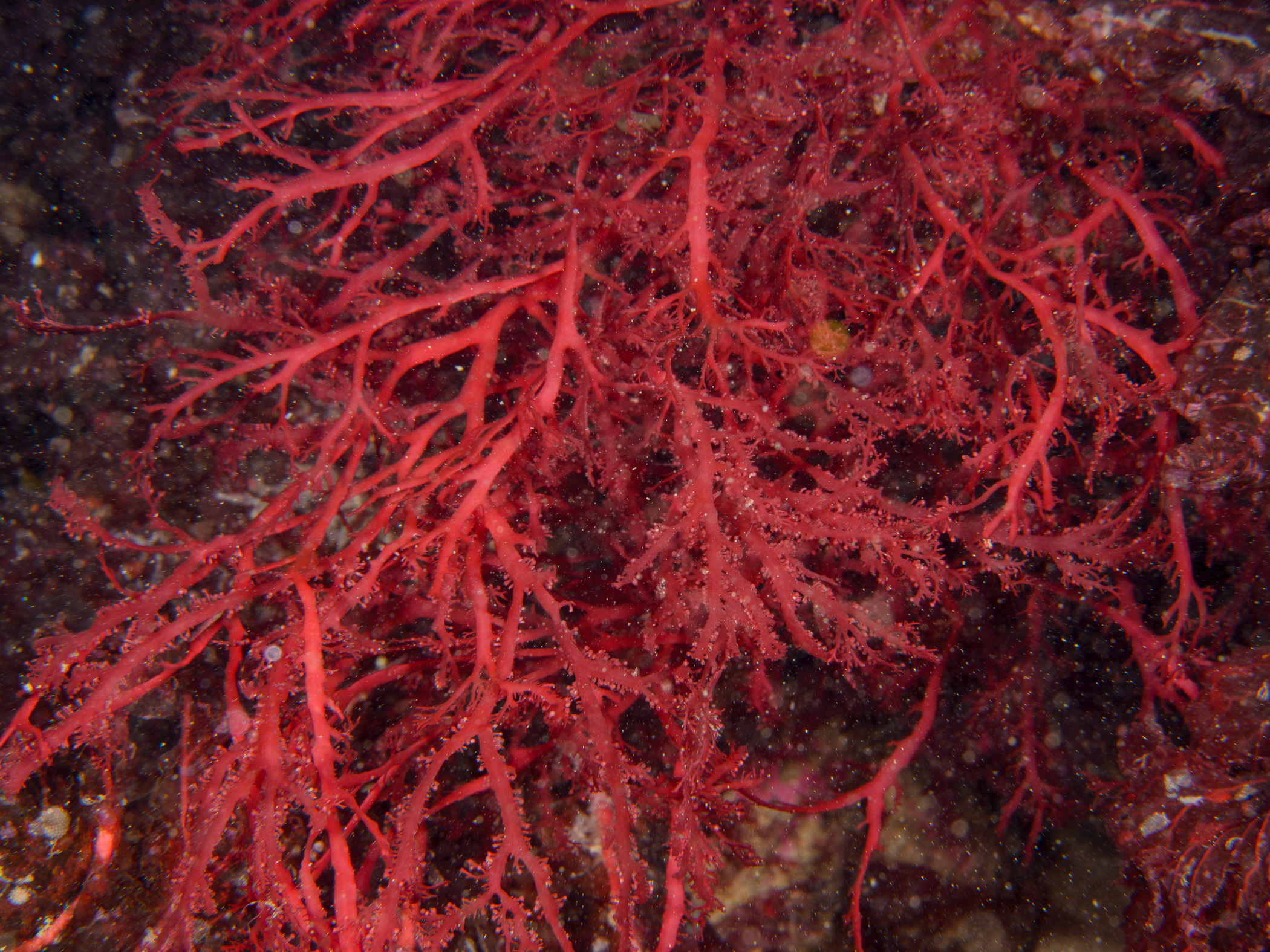 image: Sphaerococcus coronopifolius. Rathlin Island, 2017.