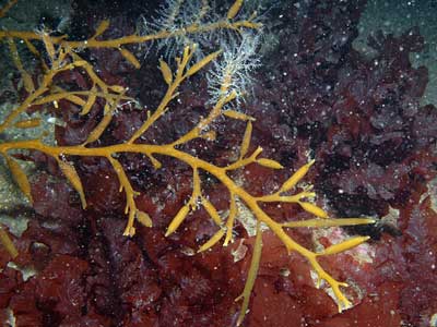 Chromophyta