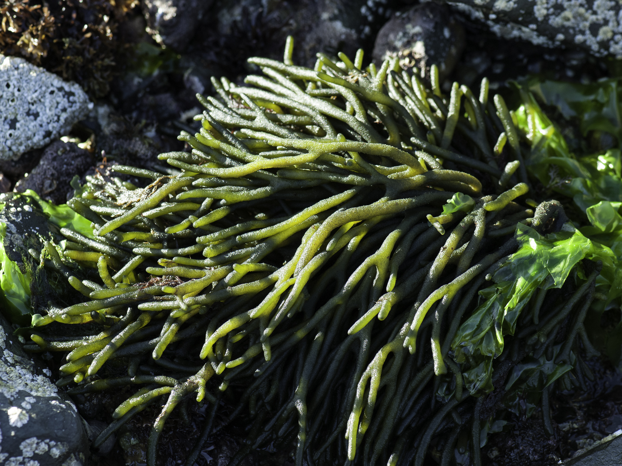 image: Codium fragile. Strangford Lough, 2012.