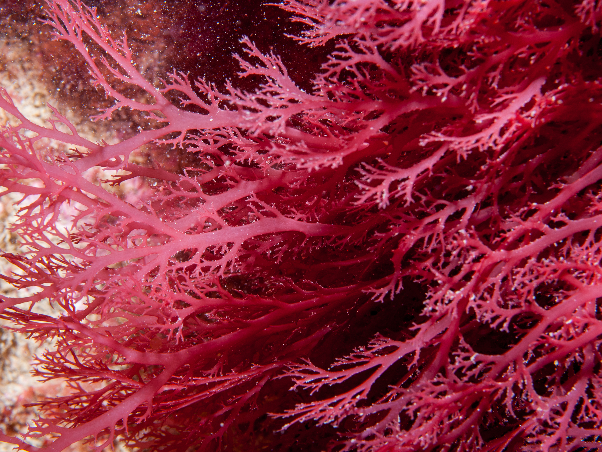 image: Sphaerococcus coronopifolius. Rathlin Island, 2006.