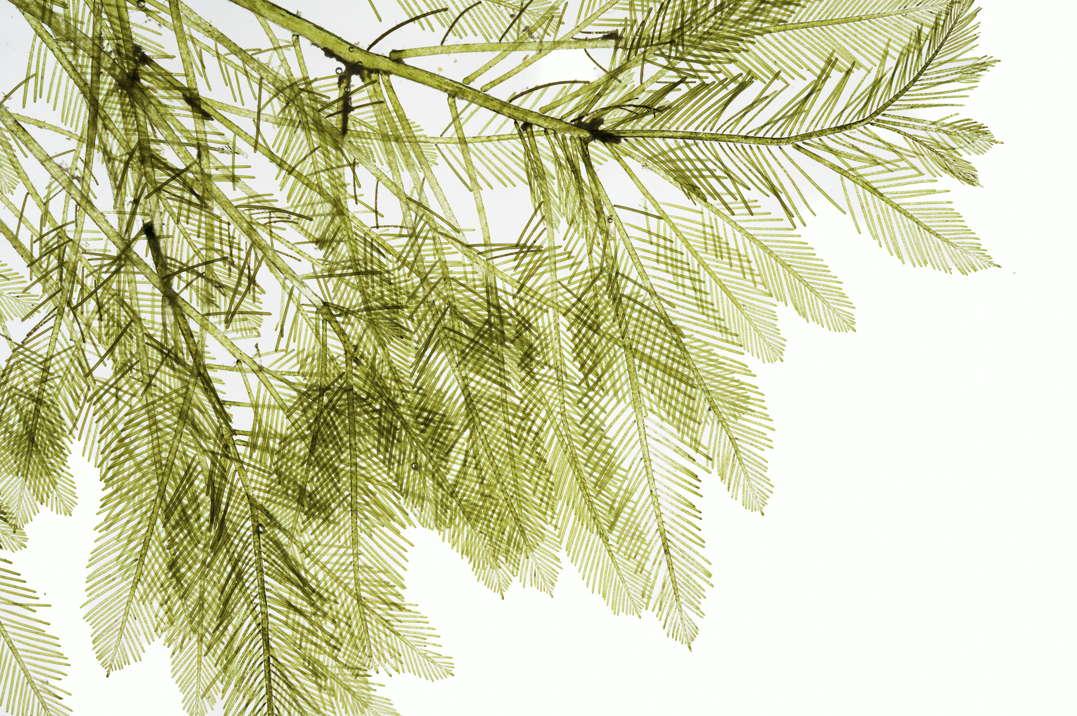 Chlorophyta