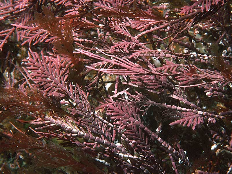 image: Corallina officinalis. 