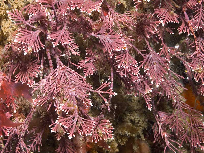 image: Corallina officinalis. Farganlack Point, Rathlin Island.