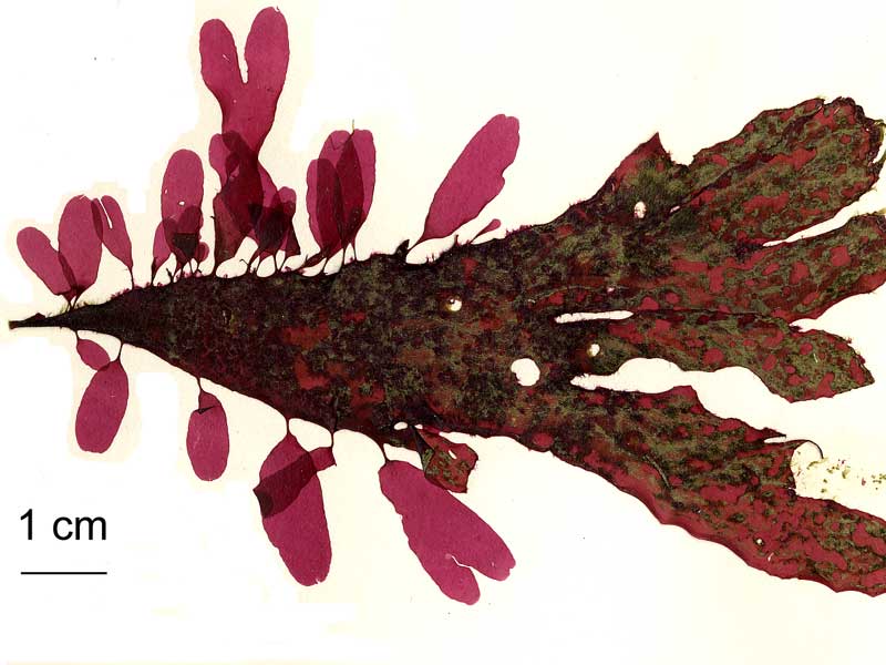 image: Palmaria palmata. 