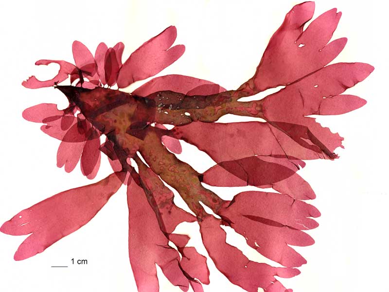 image: Palmaria palmata. 
