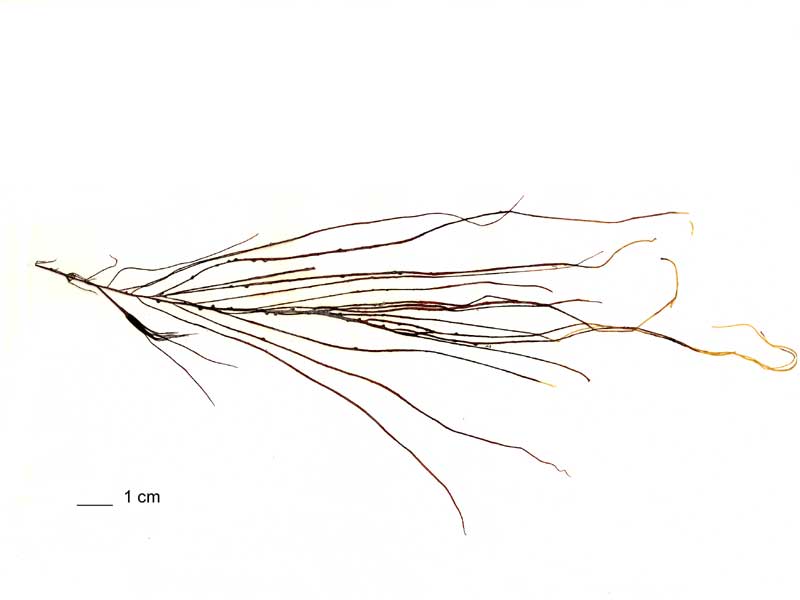 image: Gracilaria gracilis. 