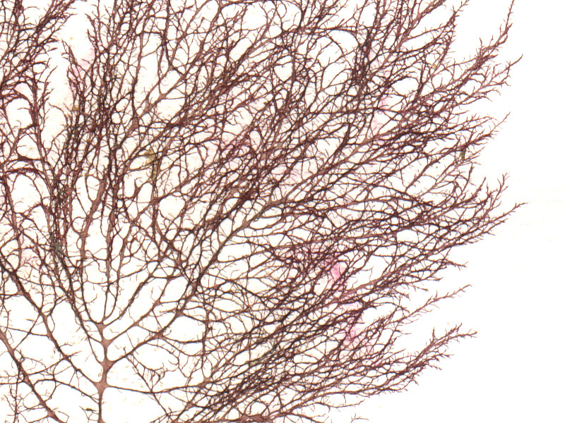 image: Naccaria wiggii. Close-up of side branches.