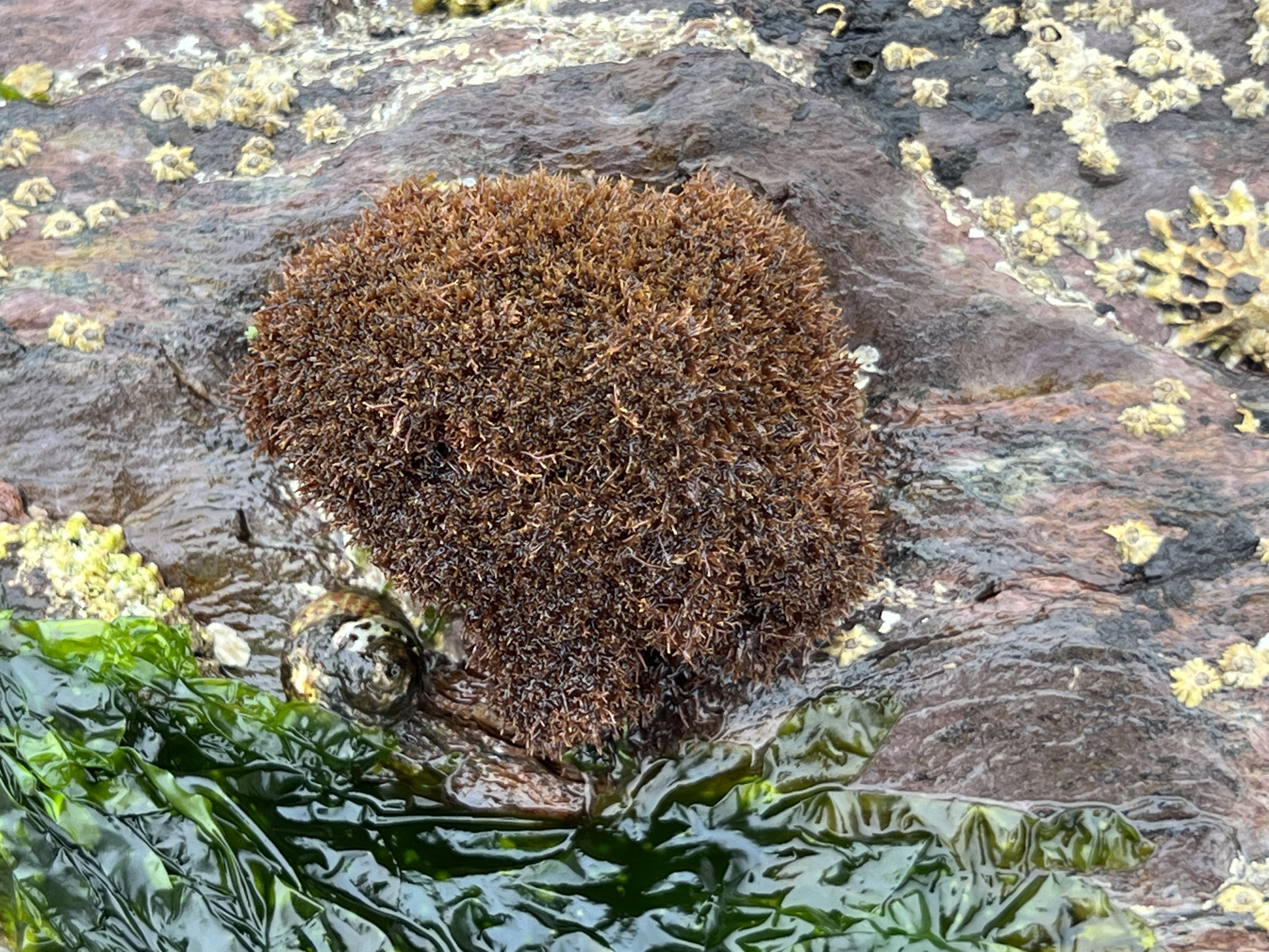 image: Caulacanthus okamurae. Fort Bovisand, Plymouth, June 2026.