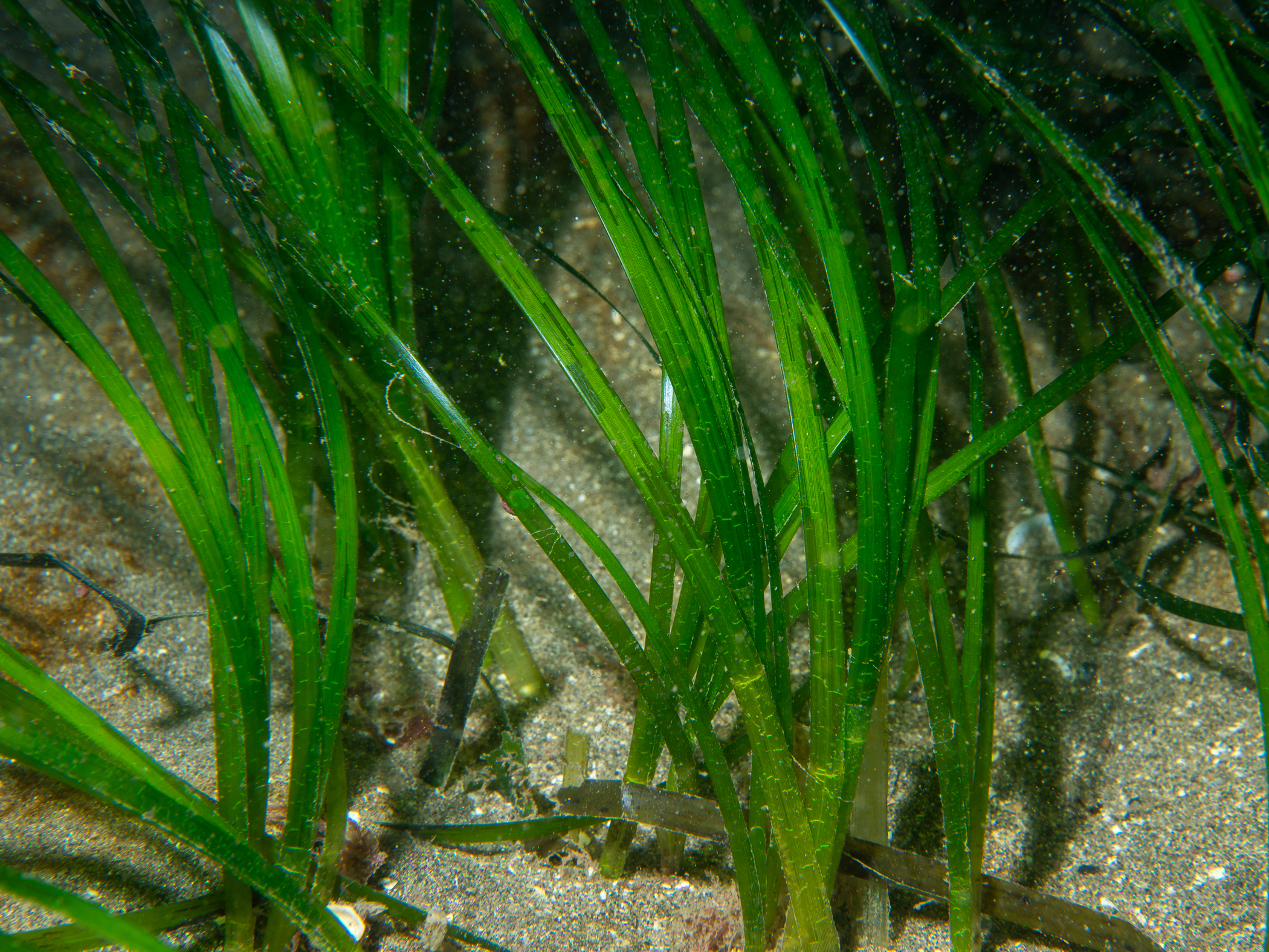 Zostera marina image: _b229458