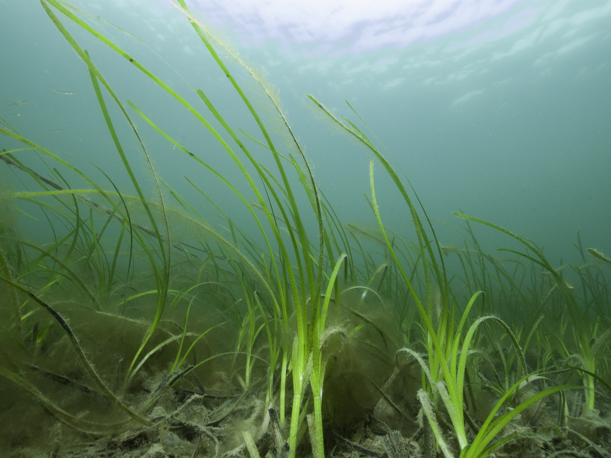 image: Zostera marina. Valentia, Co. Kerry, 2007.